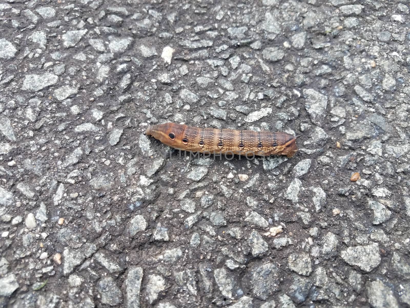 brown caterpillar insect with circles on asphalt or pavement