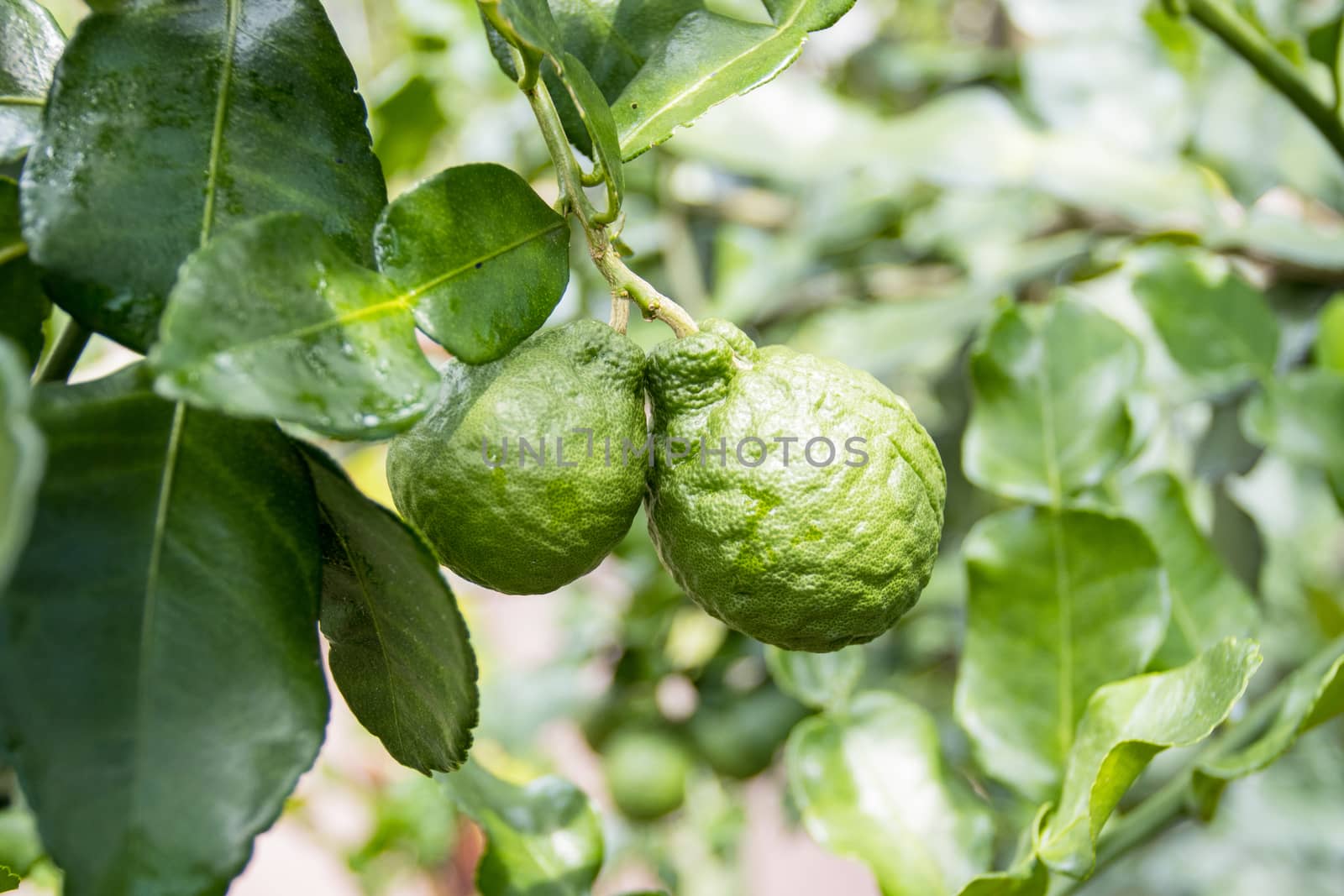 Fresh Bergamots and leaves on tree 