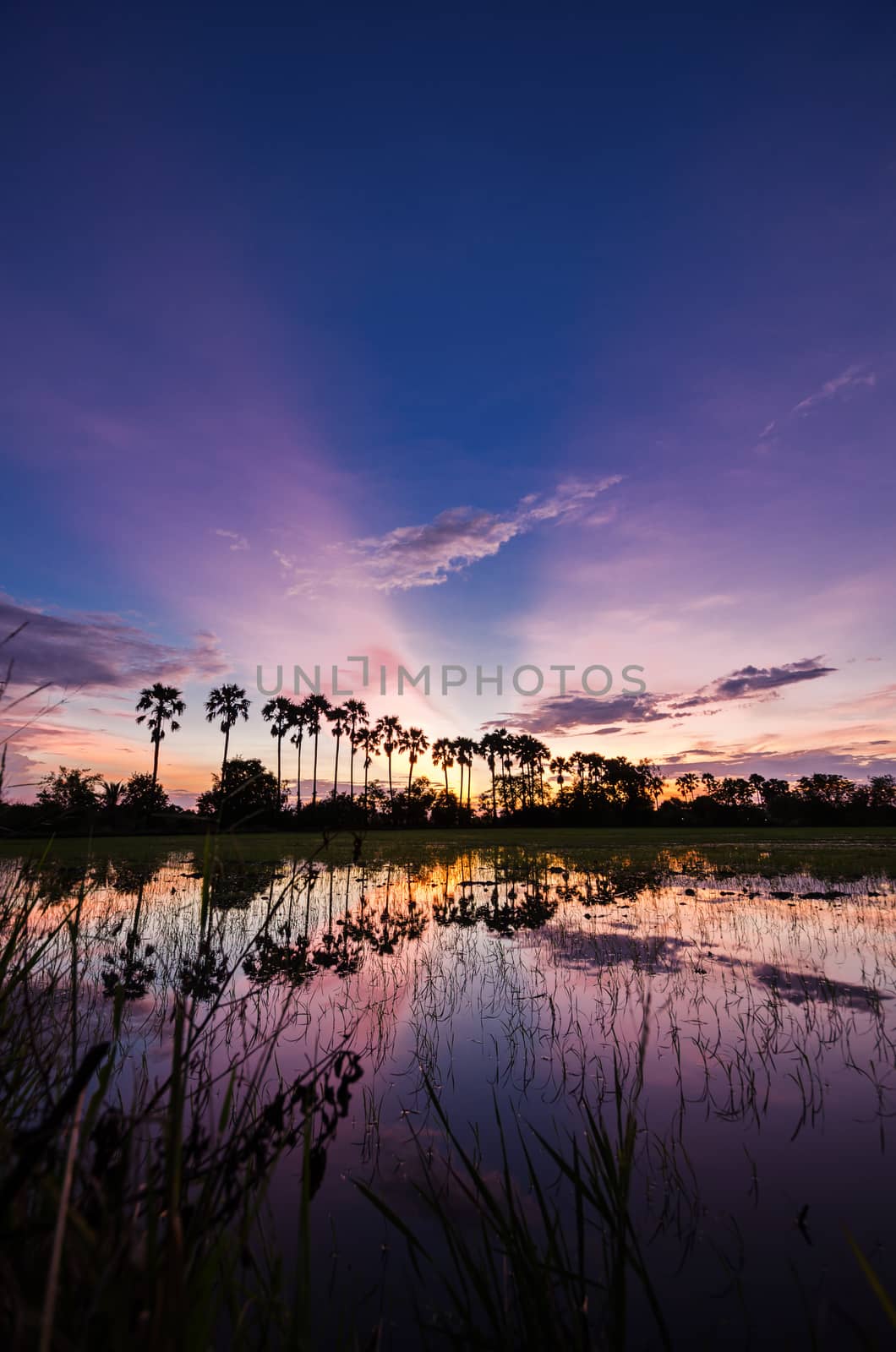 The silhouette of the toddy palms or sugar palm in the field with the colorful sky after sunset background
