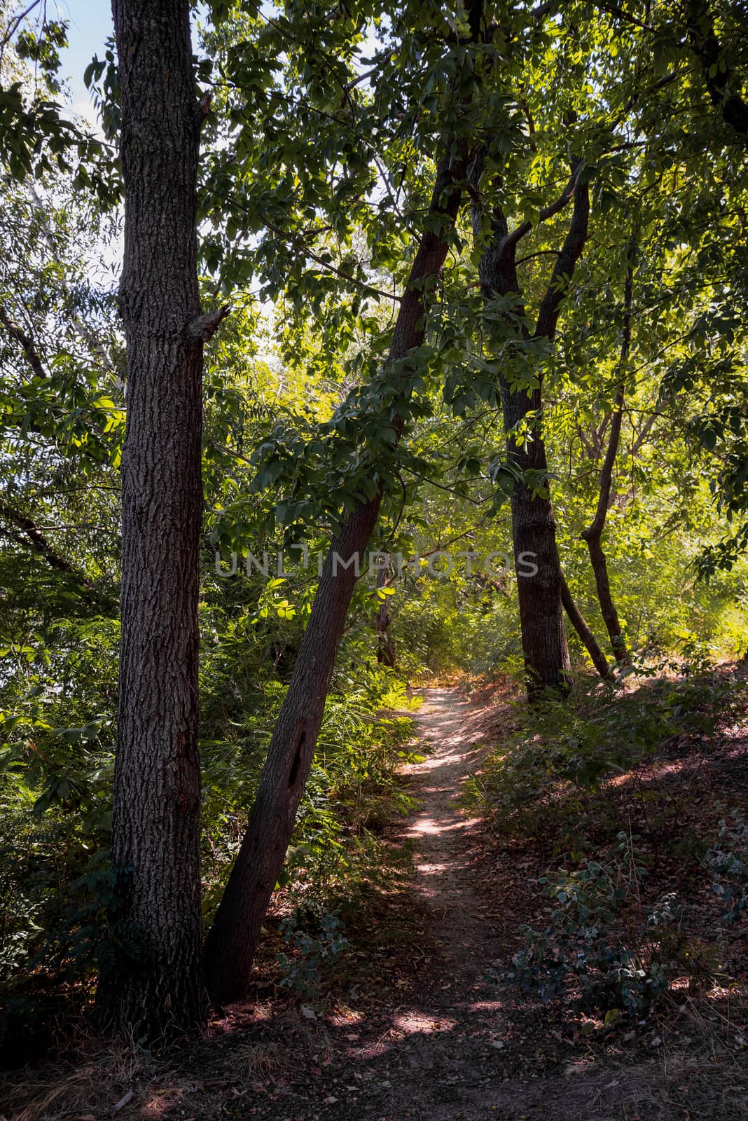 Forest in summer. A path between maple, oak, willow and poplar trees during a sunny day