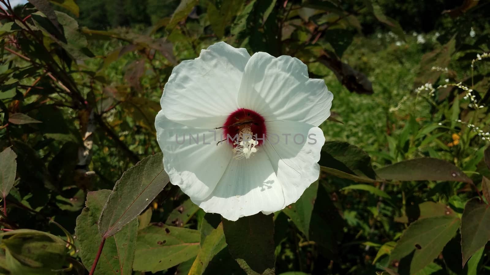 plant with white flower petals blooming with grasshopper inside