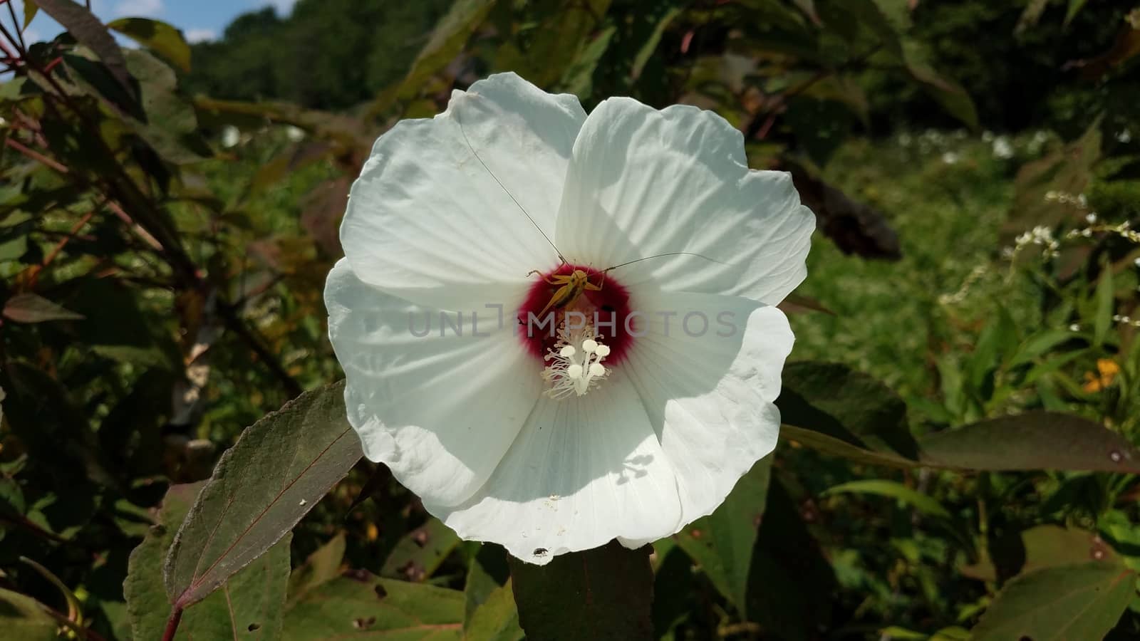 plant with white flower blooming with grasshopper inside by stockphotofan1