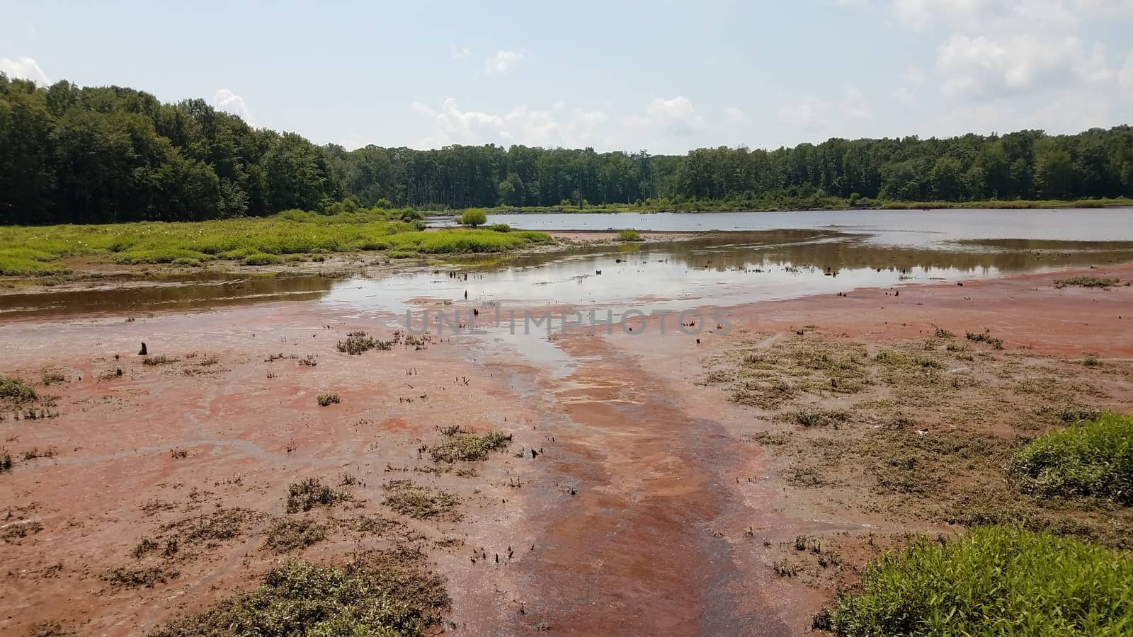 mud and red algae bloom in water in wetland or lake