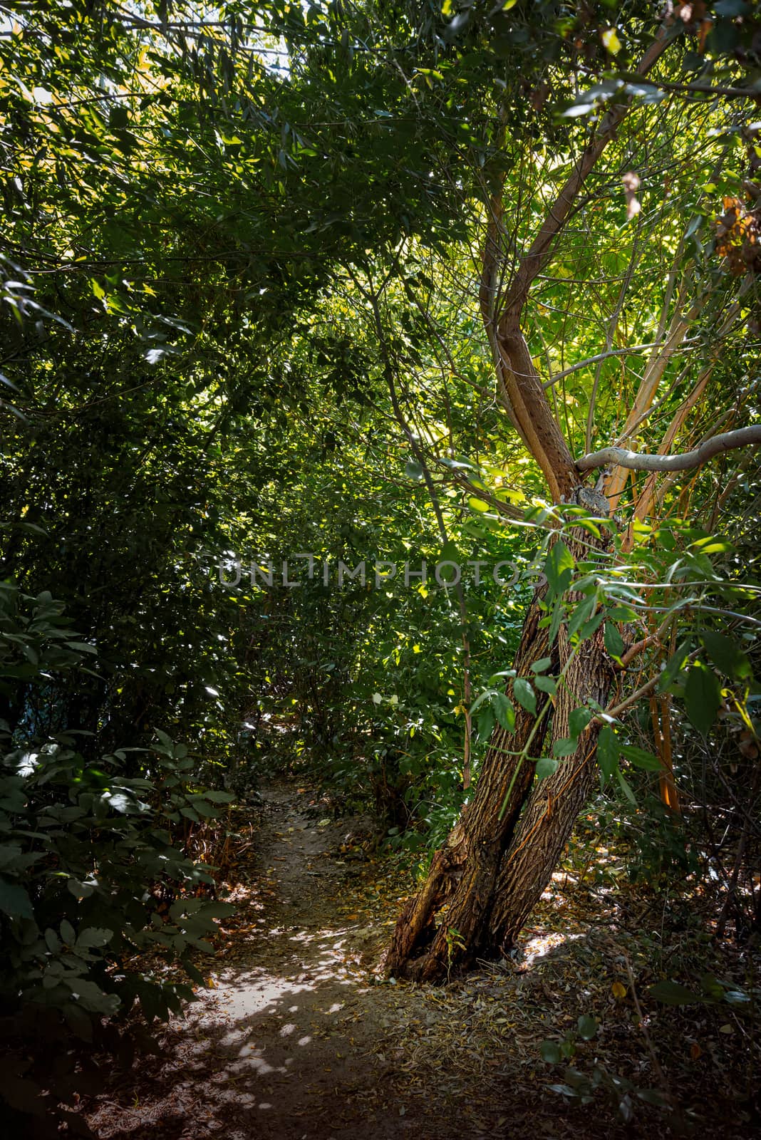 Forest in summer. A path between maple, oak, willow and poplar trees during a sunny day