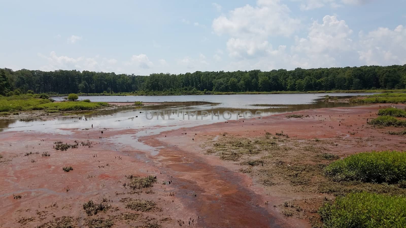 mud and red algae bloom in water in wetland or lake