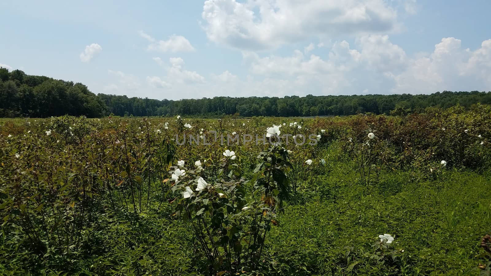 white flowers blooming in wetland or swamp environment with trees