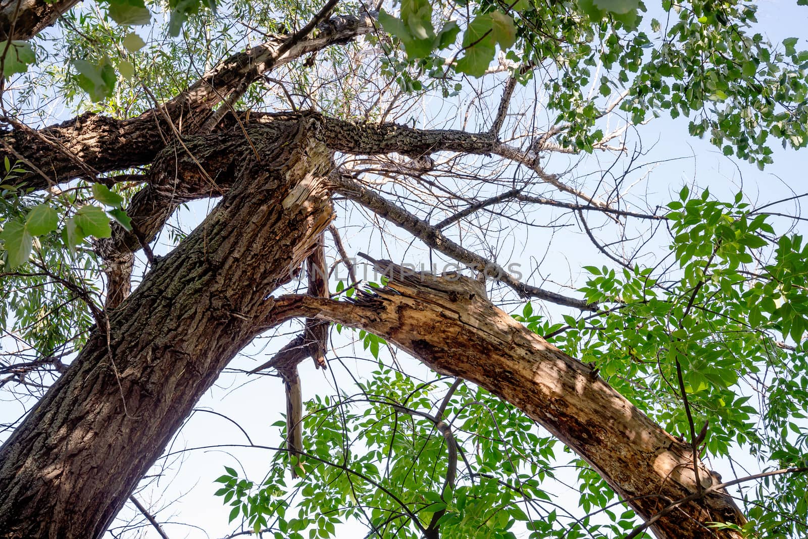 Close up of a poplar tree broken by the wind