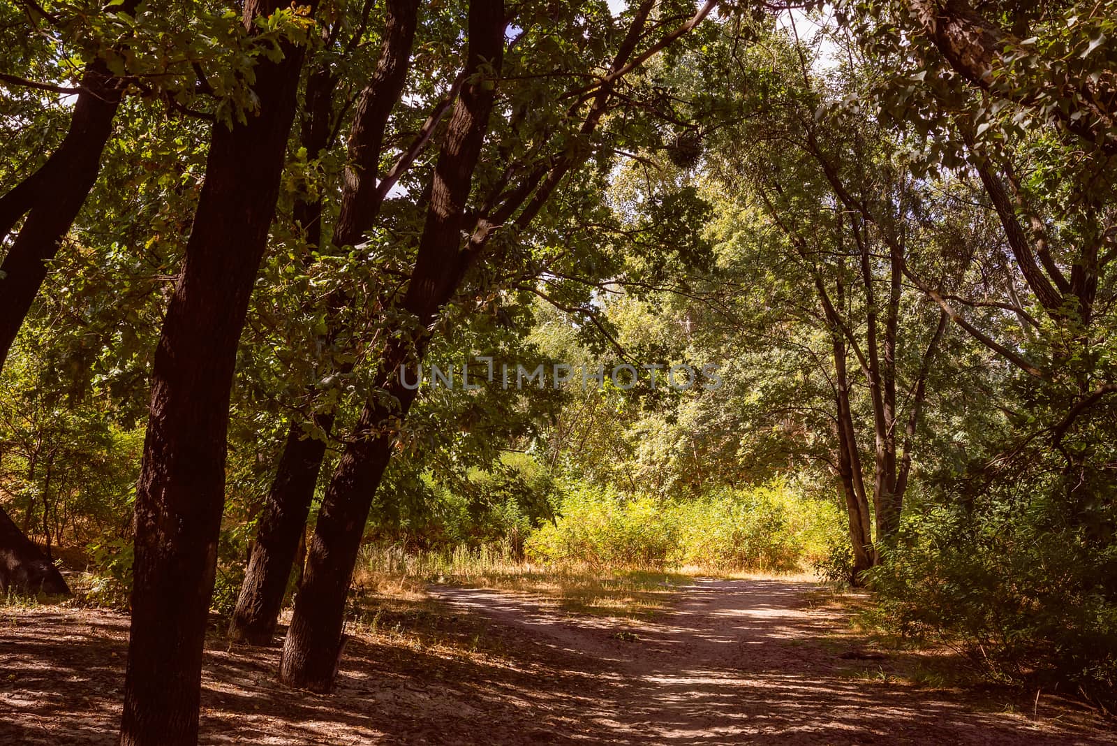 Forest in summer. A path between maple, oak, willow and poplar trees during a sunny day