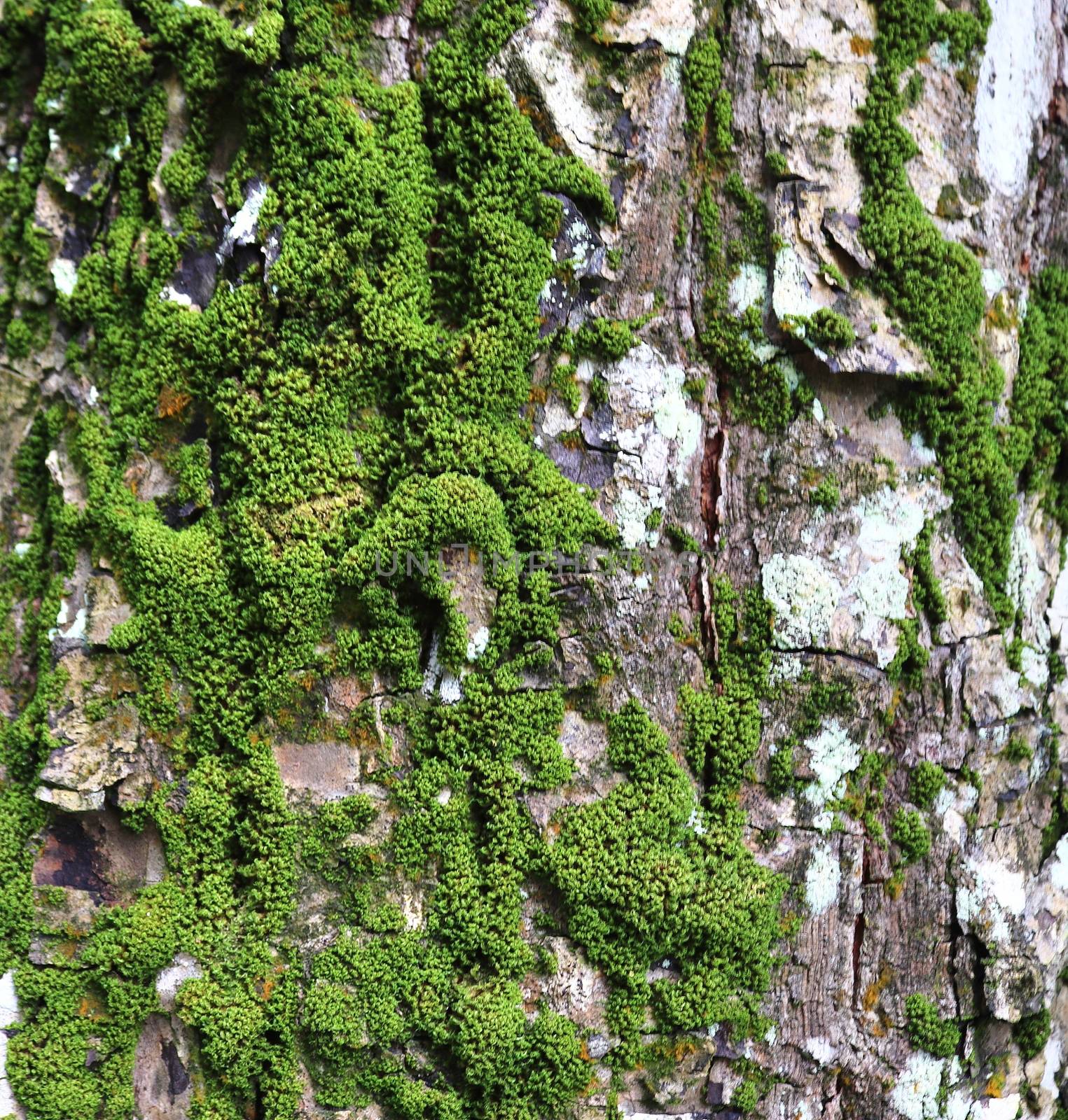 Detailed close up view at moss textures on a forest ground