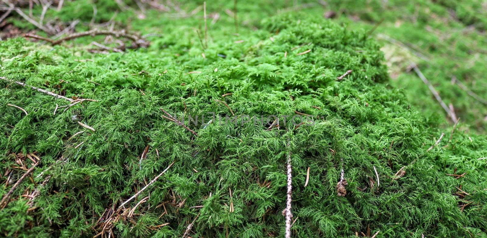 Detailed close up view at different moss textures on a forest gr by MP_foto71