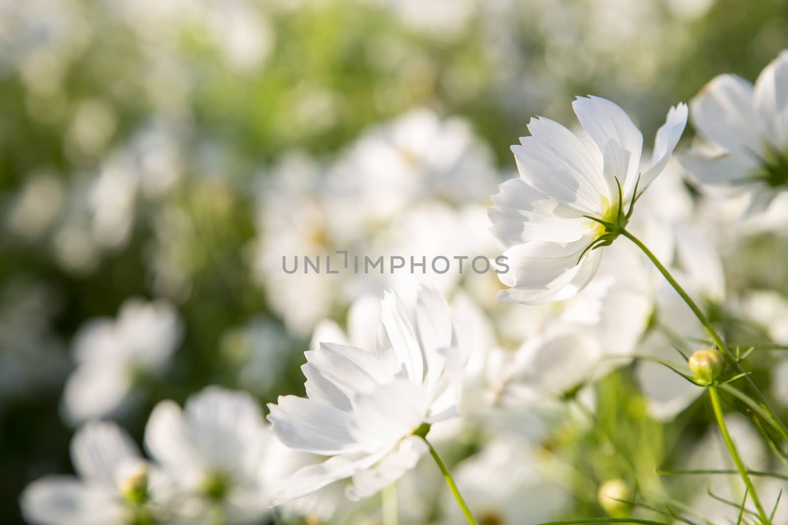 White cosmos flowers blooming by liewluck
