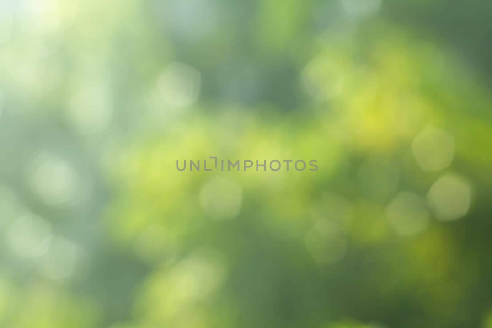 Abstract blur of nature with green
