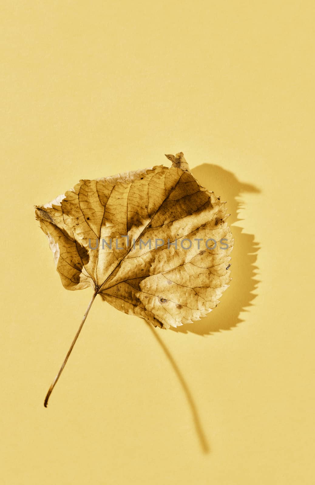 Yellow leaf of lime tree -tilia or linden or basswood -, beautiful heart-shaped leaf with veins ,light and shadows