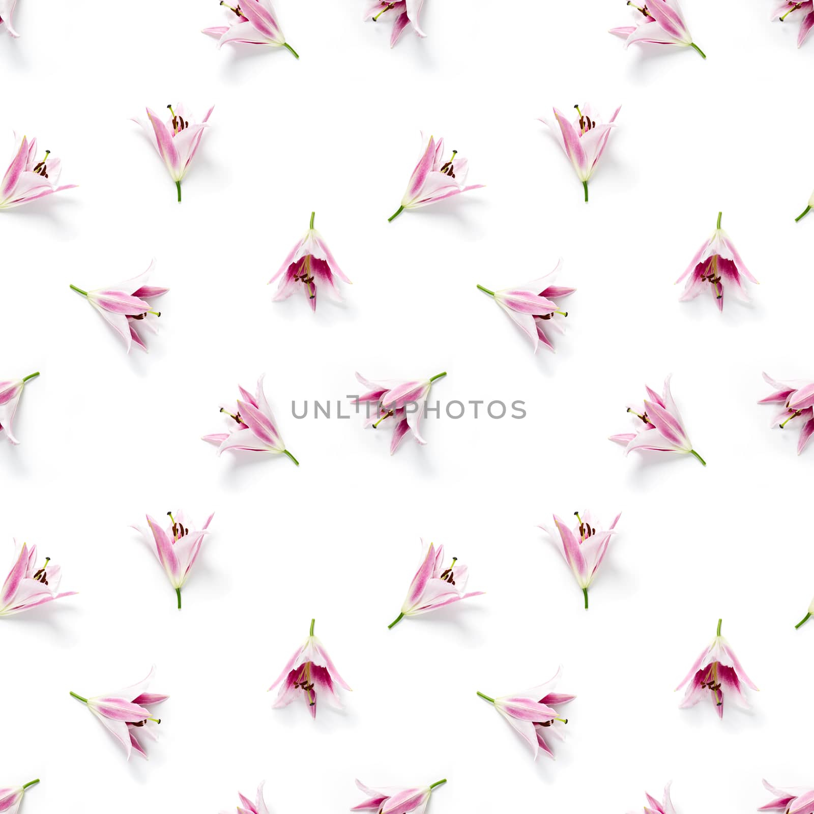 seamless pattern of pink Lily flower bloom. Pink lily flowers over white background seamless texture. flat lay flower pattern