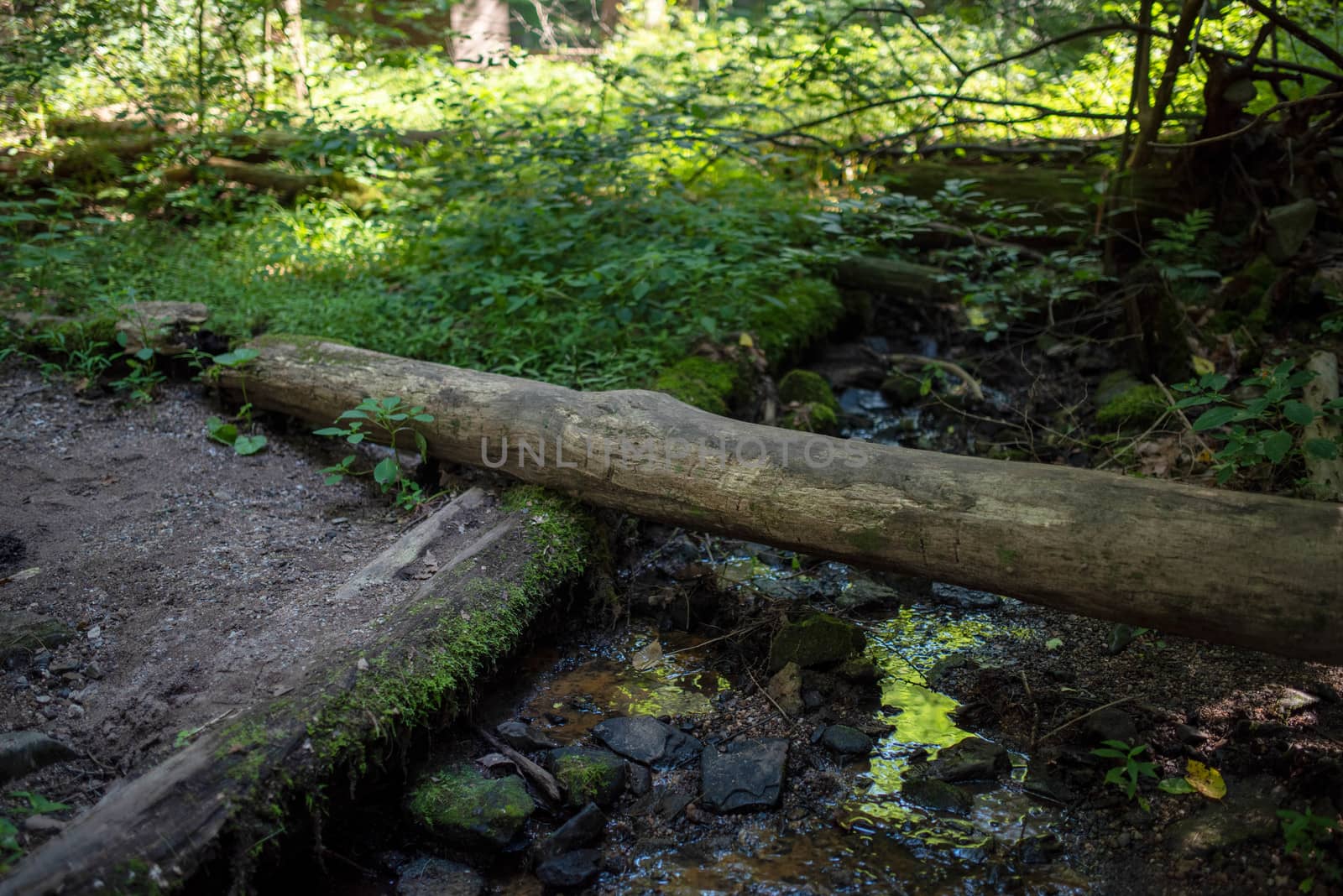 Focus on foreground trail and stream, with log footbridge and green foliage reflection. Green background with copy space