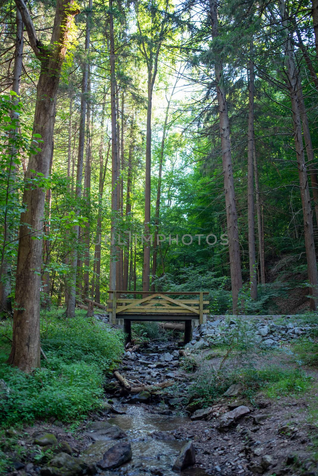 A woodland stream flows underneath the beautiful wooden bridge. Towering green trees surround it.