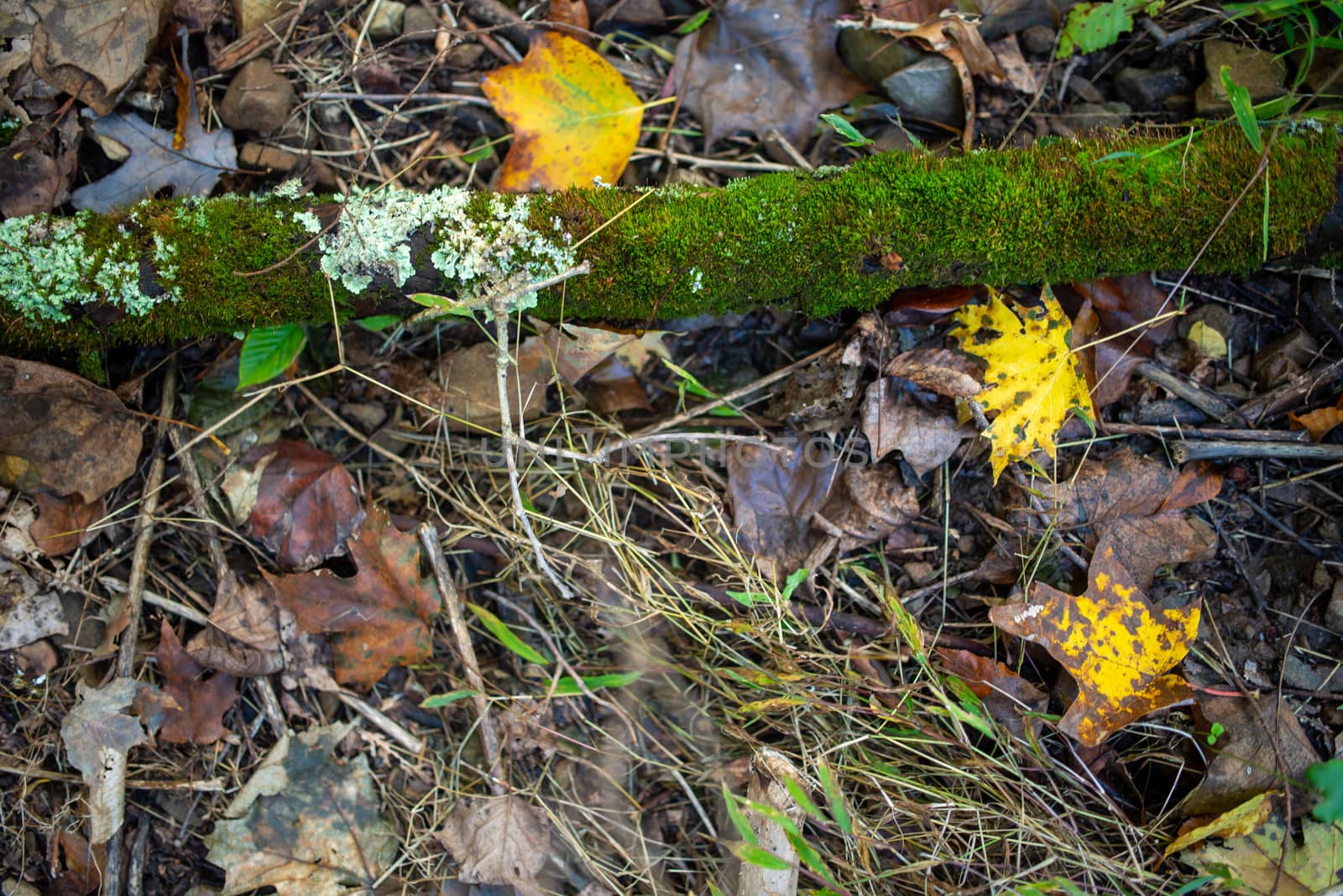 Beautiful moss covered stick and yellow fall leaves on forest floor with grassy texture and dried leaves.