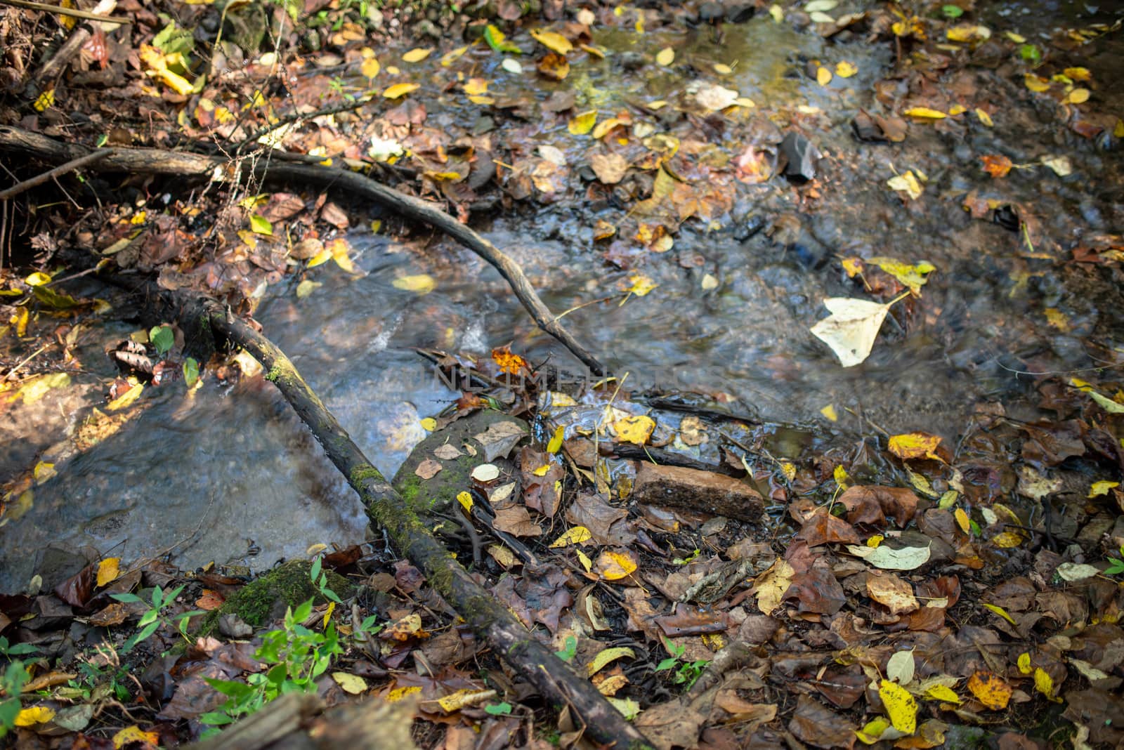 Yellow and green leaves, along an idyllic Pennsylvania hiking trail. A small stream flows under branches past fallen leaves.