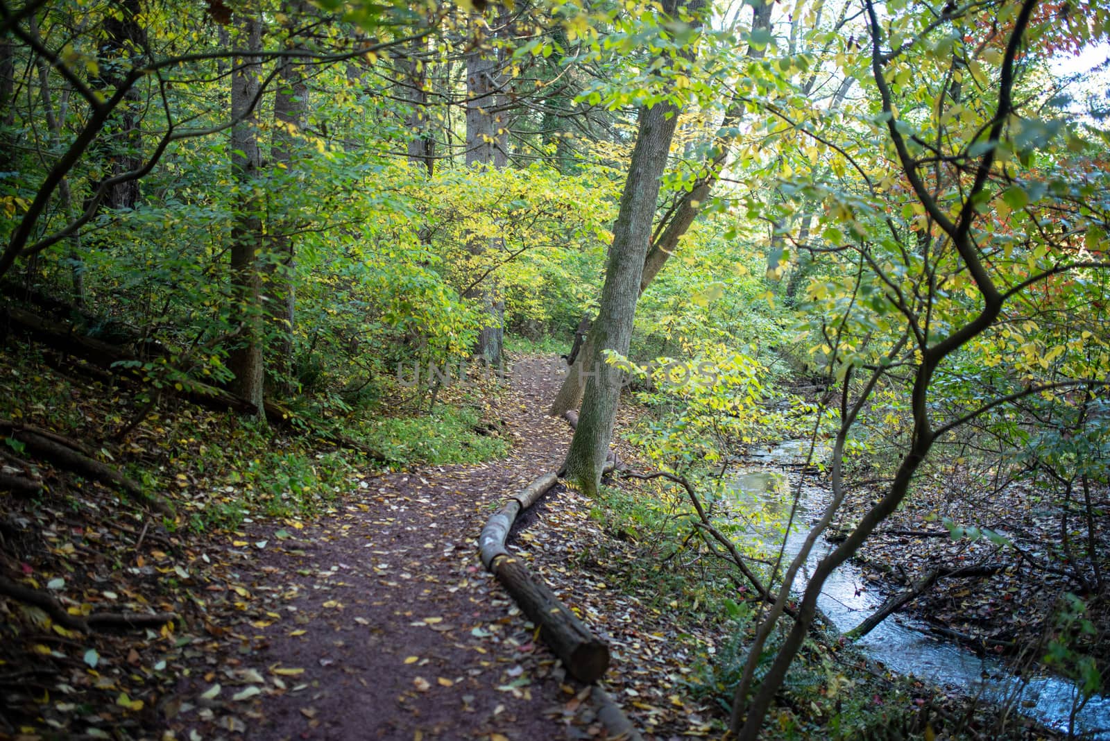 Yellow and green leaves, along an idyllic Pennsylvania hiking trail. A creek reflecting a blue sky runs alongside.