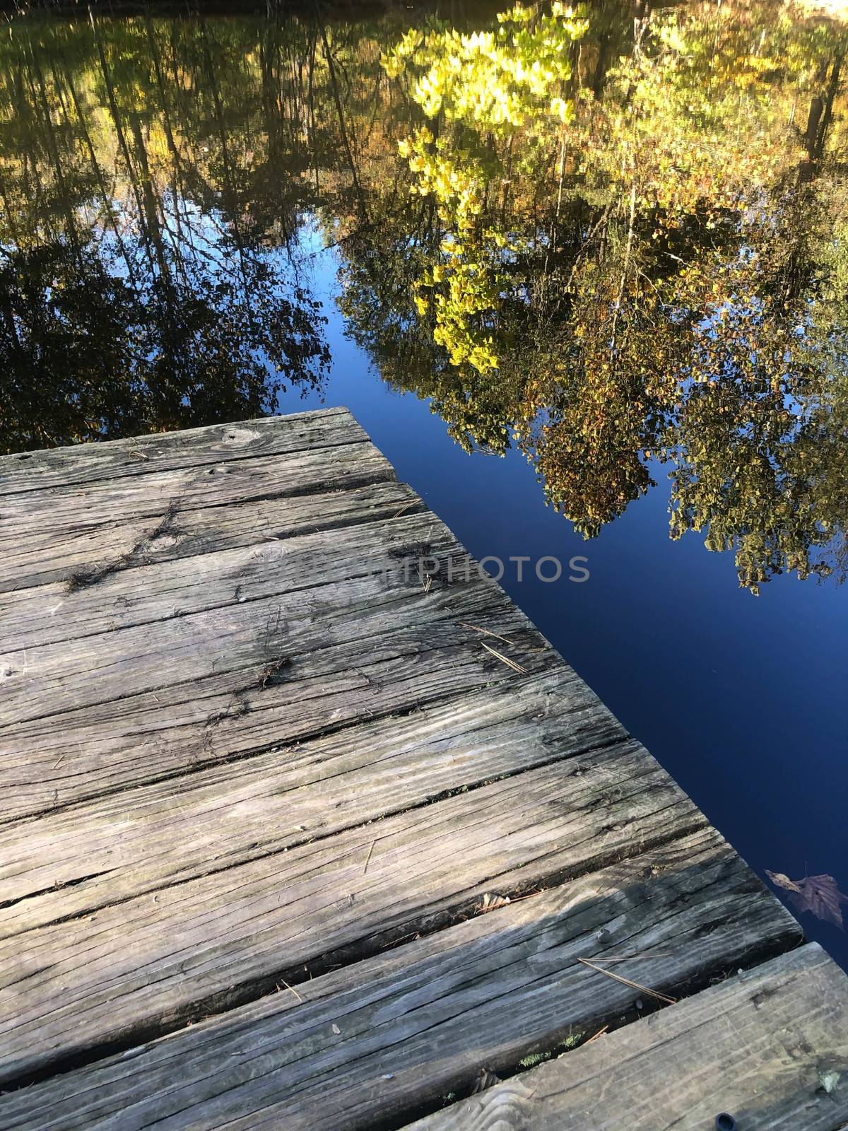 Wooden dock juts into tranquil forest lake reflecting trees. by marysalen