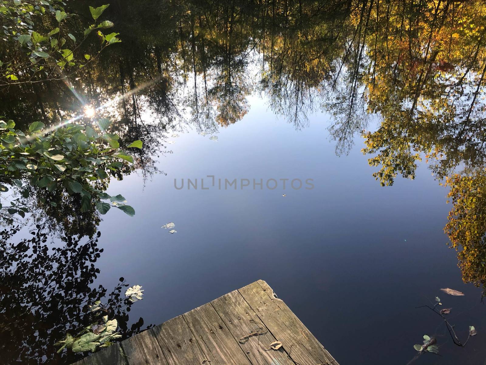 Autumn leaves and blue sky are reflected in a woodland lake circling a blue center, wooden dock in foreground. Great copy space.