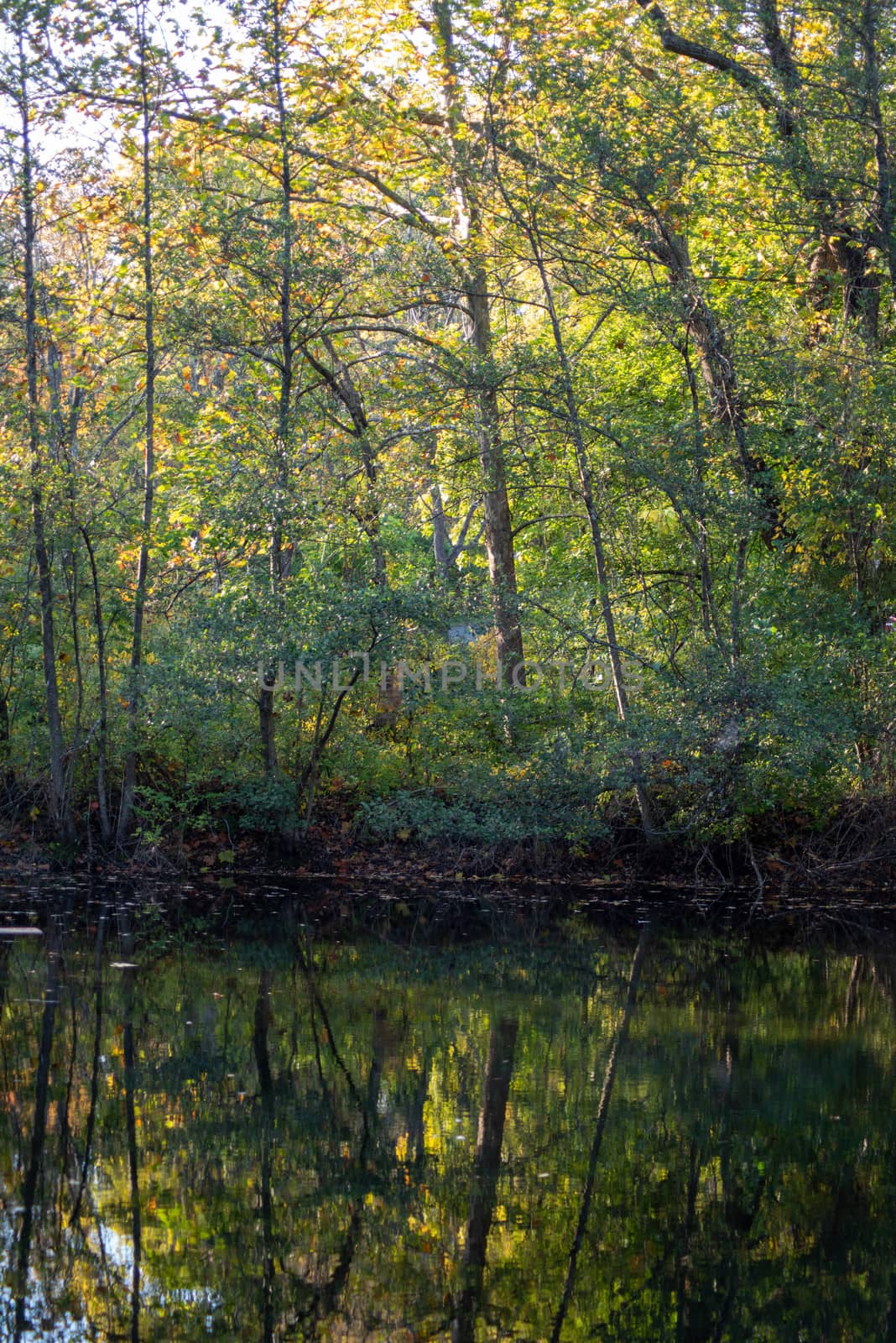 Green woodland reflected in lake in golden hour light by marysalen