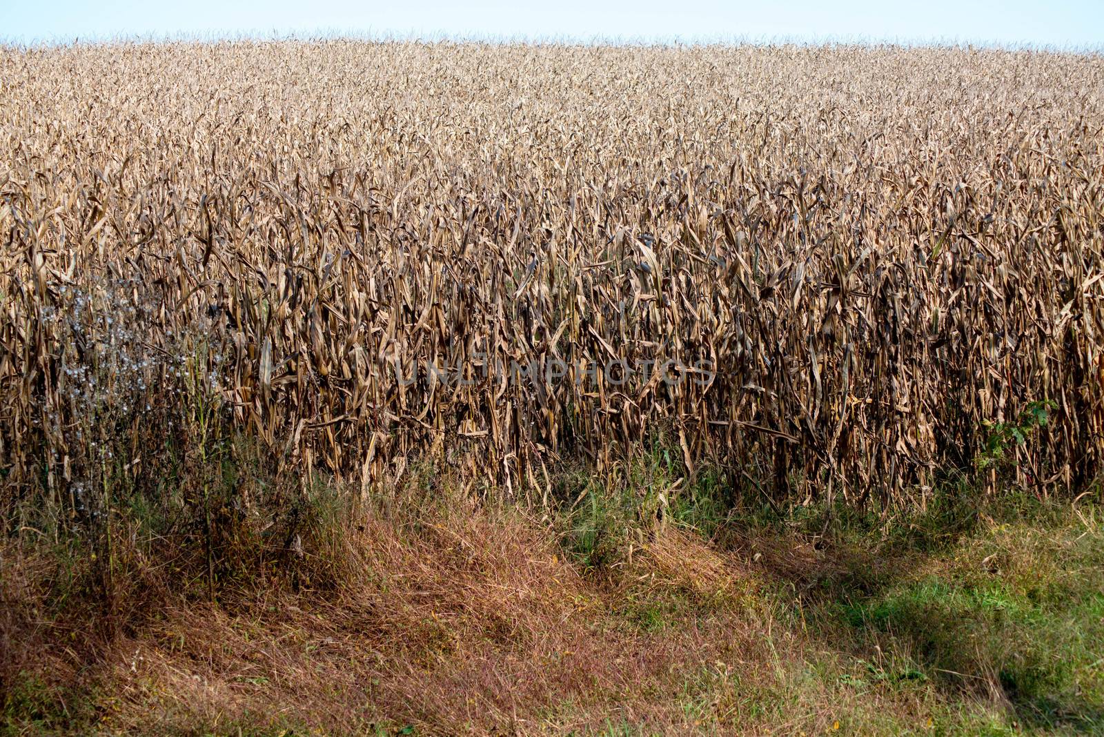 Full frame image of an agricultural corn field in natural sunlight. Stalks are tall, brown and ready for harvest, with copy space.