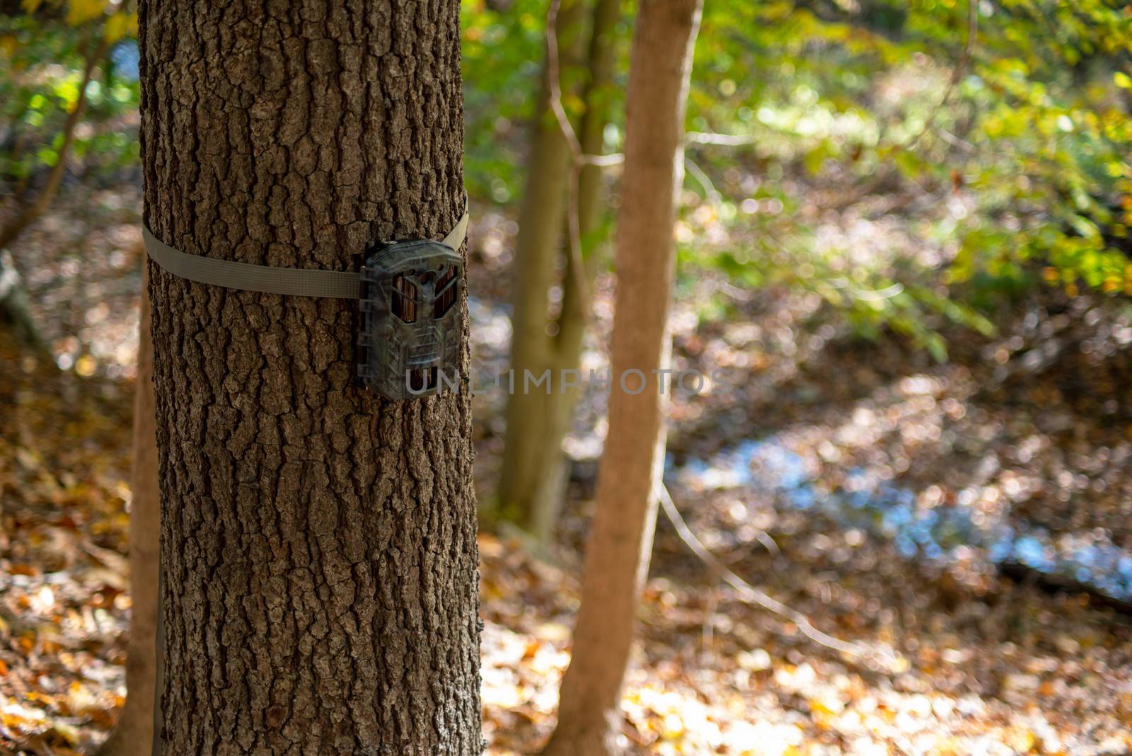 Hunting camera strapped to a tree with textured bark. Defocused bokeh background, woodland scene with copy space.