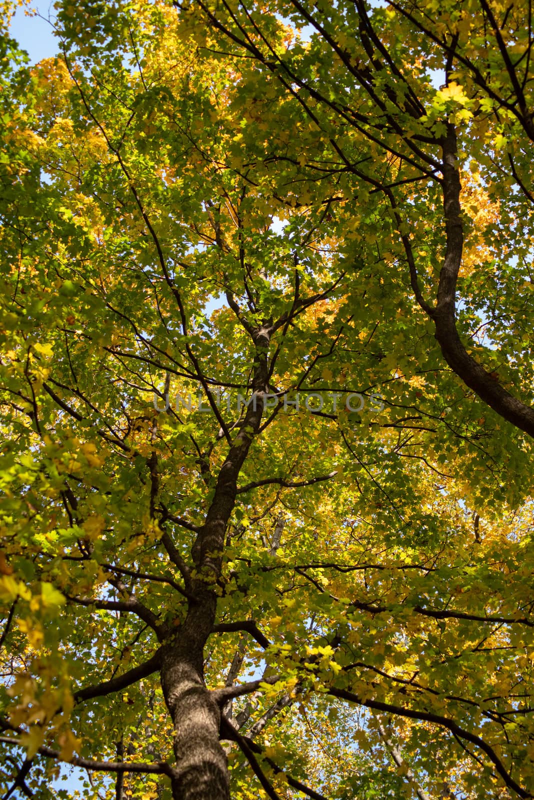 Looking up through bright Autumn leaves on brown branches by marysalen