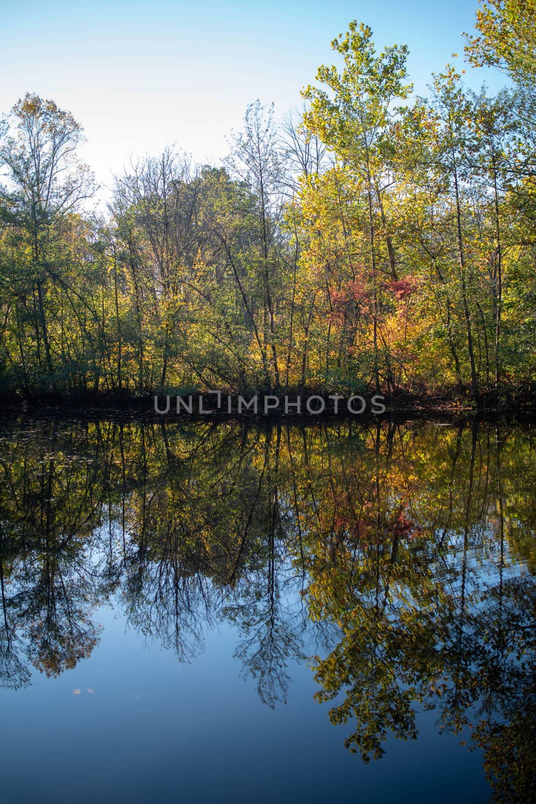 Autumn leaves reflected in calm forest lake,  by marysalen
