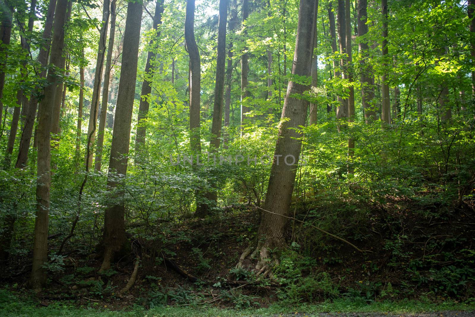 Beautiful tree with deep bark and gnarled roots on a woodland hill. Peaceful golden hour sunbeams and green foliage.