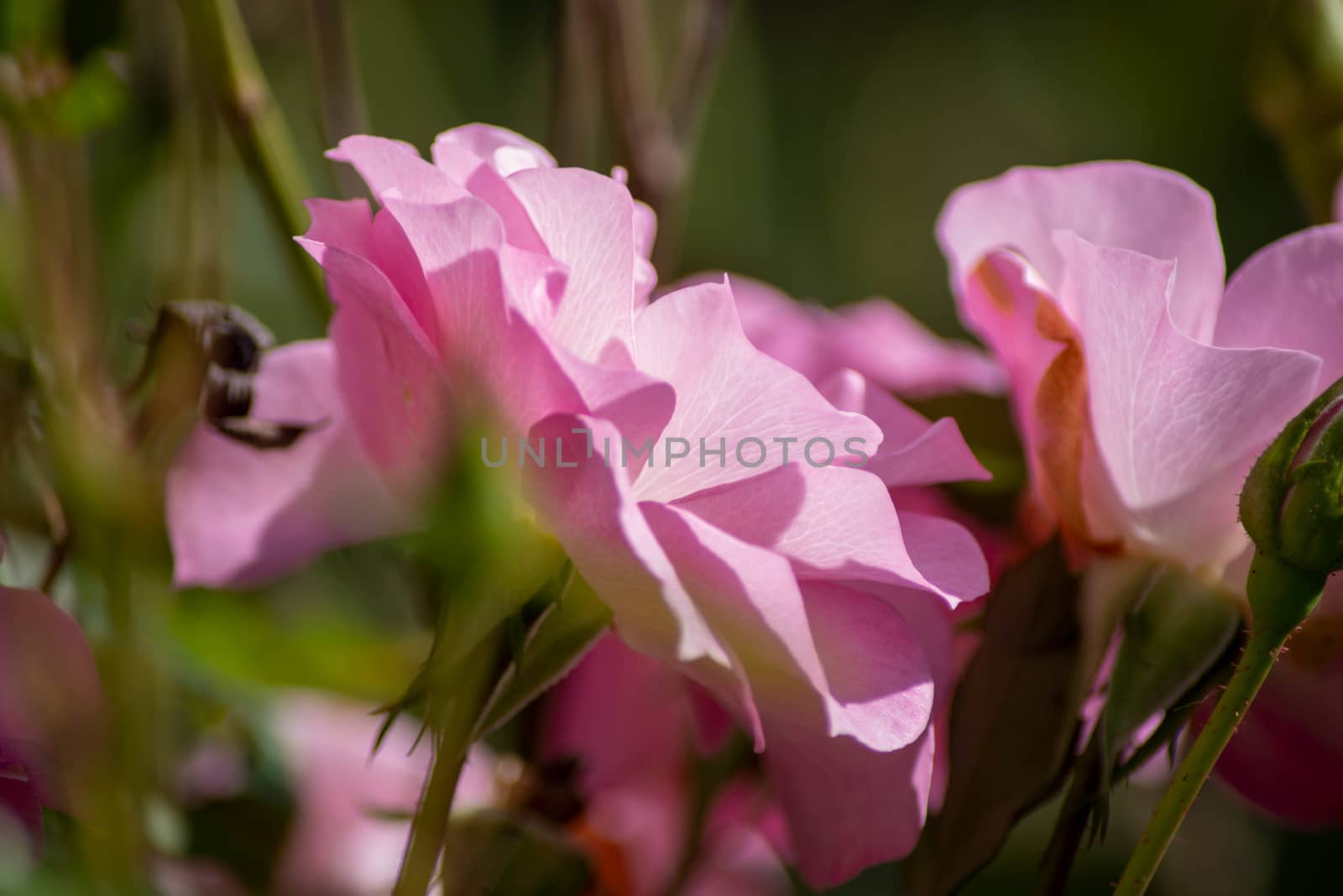 Soft pink petals show lines and veins in abstract full frame image in natural light, selective focus and copy space.
