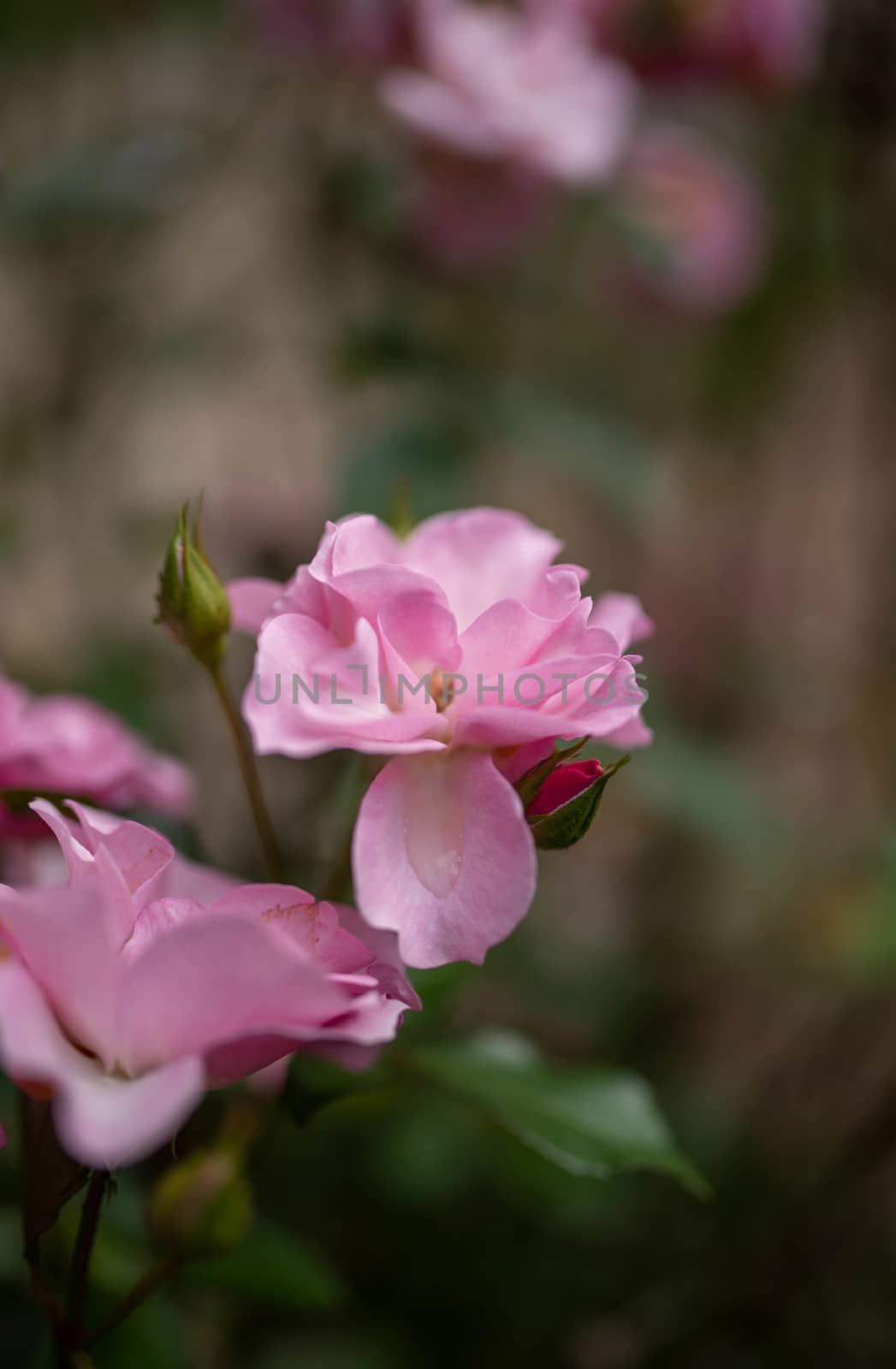 Beautiful pink rose with a wet petal and rosebuds softness in abstract selective focus and bokeh background.