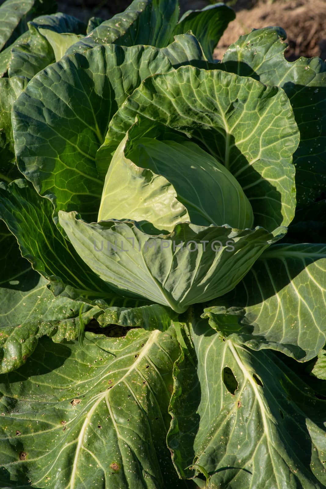 Cabbage growing on an organic vegetable farm by marysalen