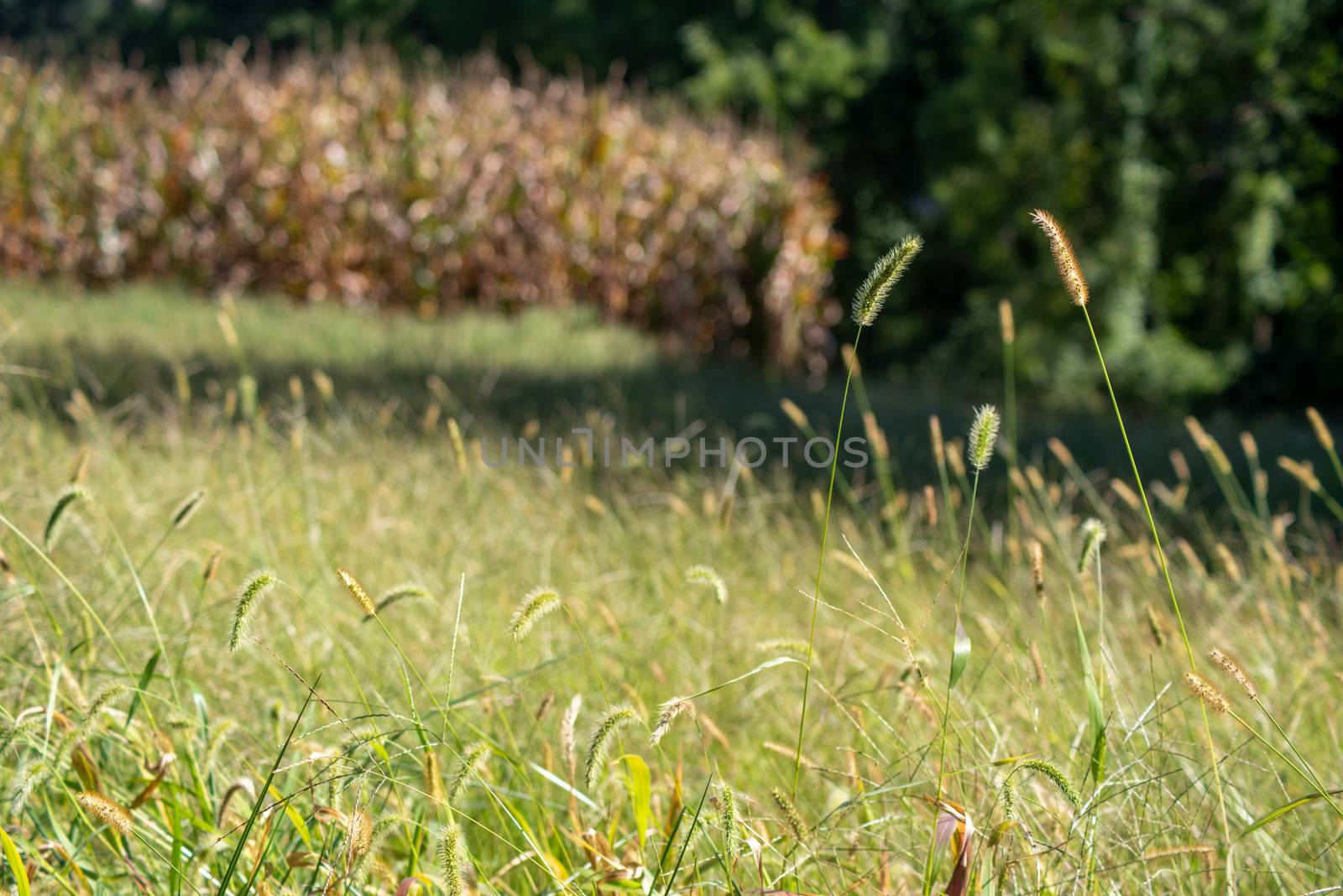 Focus on foreground in this rural landscape. Soft grass waves in the foreground and a corn field with brown stalks ready for harvest in background.