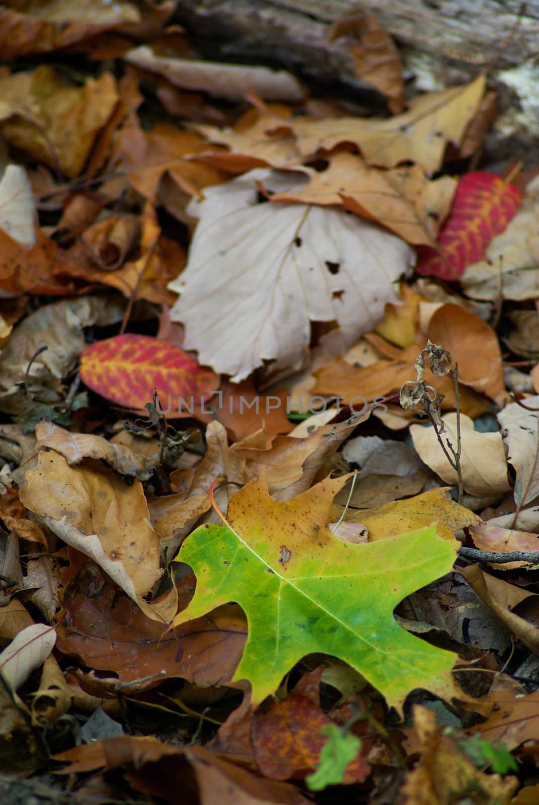 Close up of the forest floor, full of autumn colors and textures. Selective focus on foreground, with copy space. Earthy nature background.