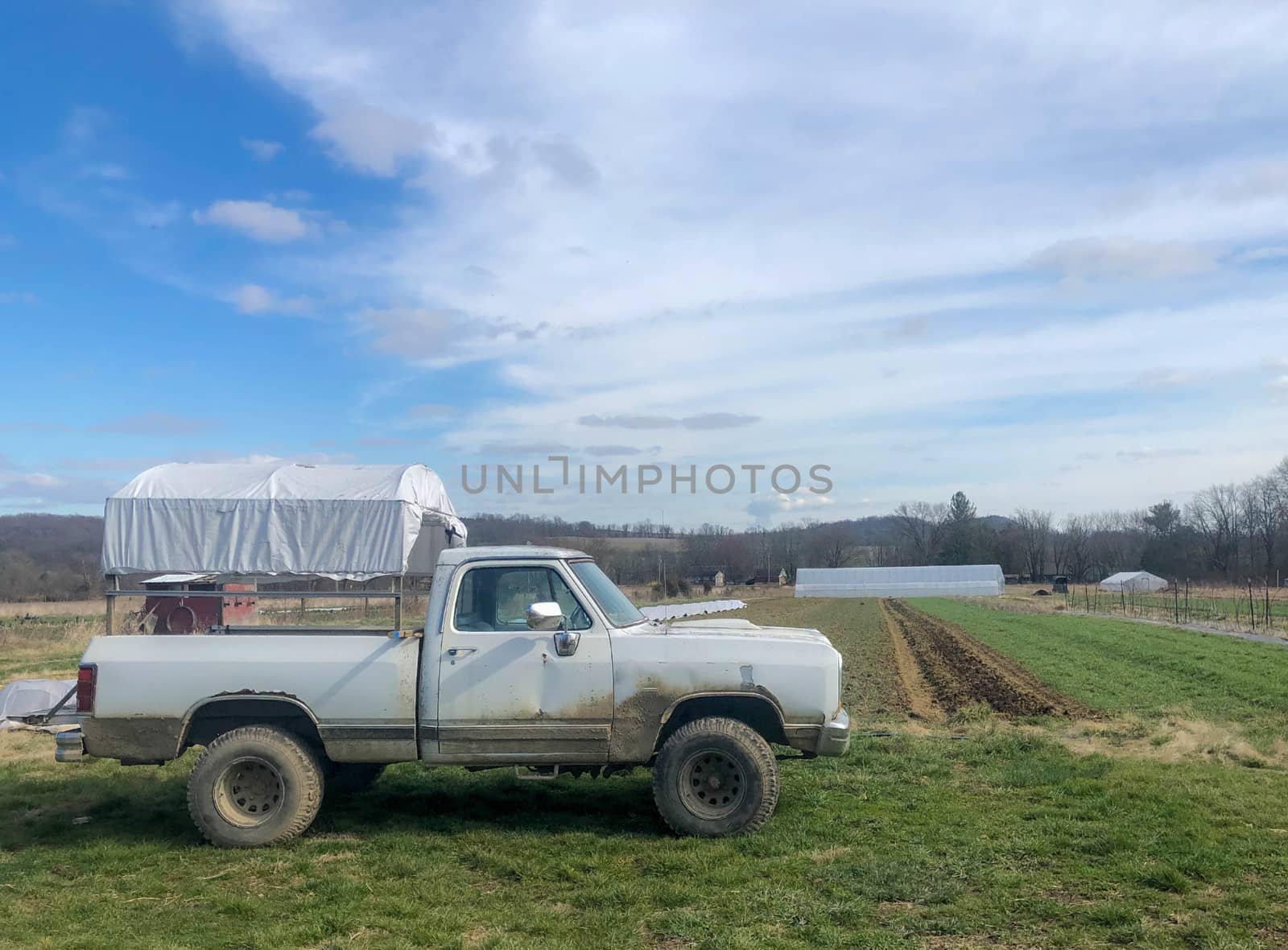 Rows of green vegetables behind a vintage white pick up truck with improvised shade on the back. Farm vehicle with dents and mud, greenhuse in the distance.