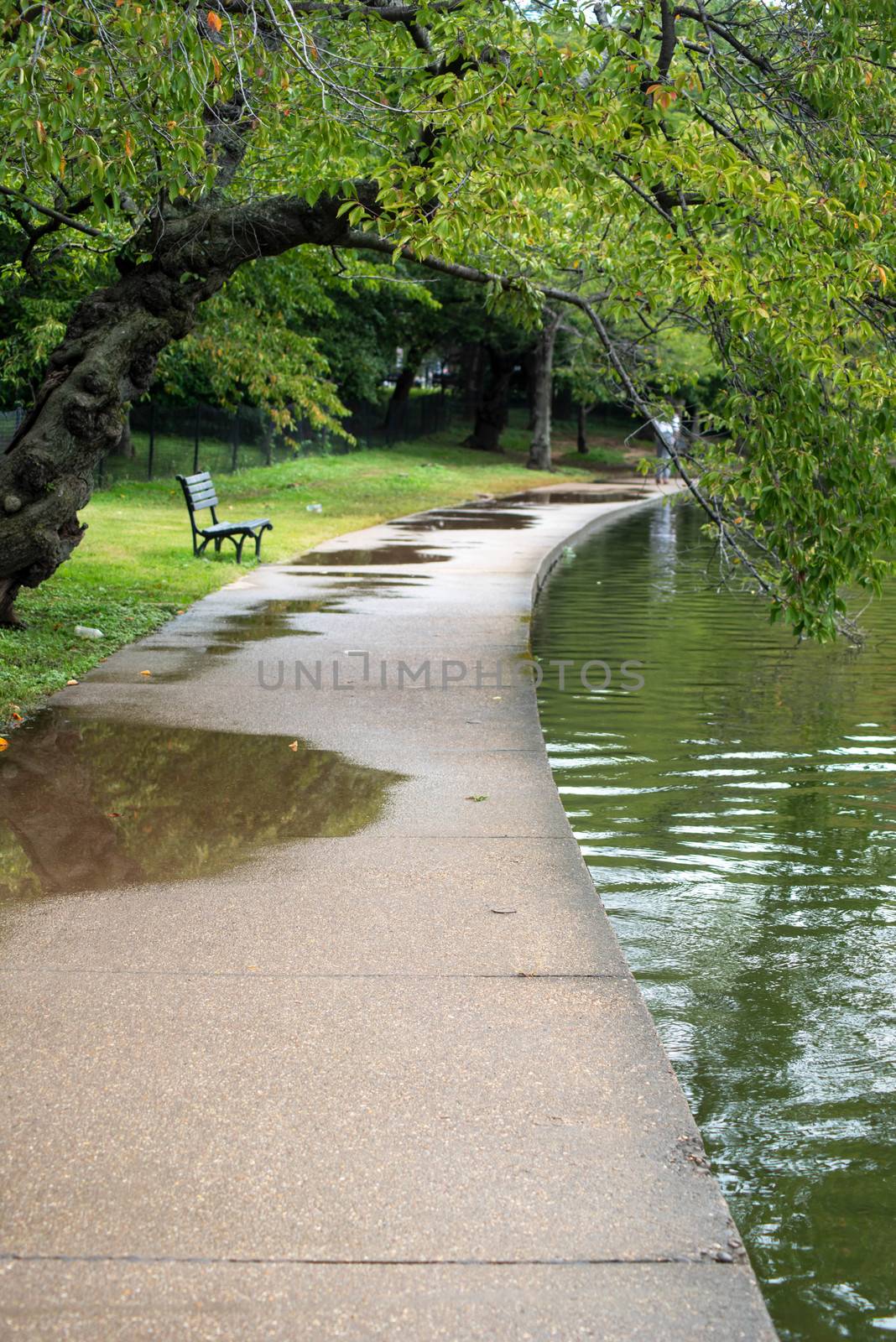 Big branch swoops dramatically, obscuring an individual walking away from an empty bench. Puddles and overcast sky, hard trail texture by rippling water.