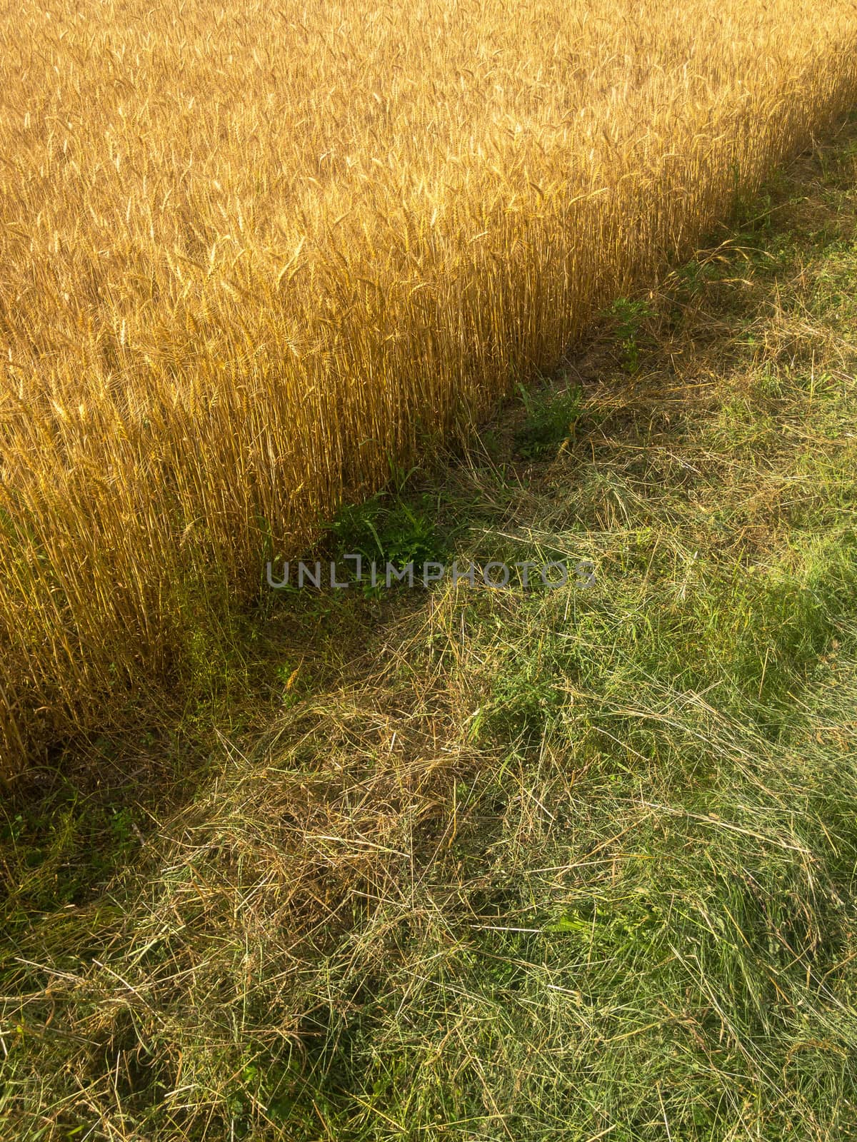 Vibrant golden hour light and color, soft texture. Diagonal image of  the edge of a wheat field where it meets cut grass.