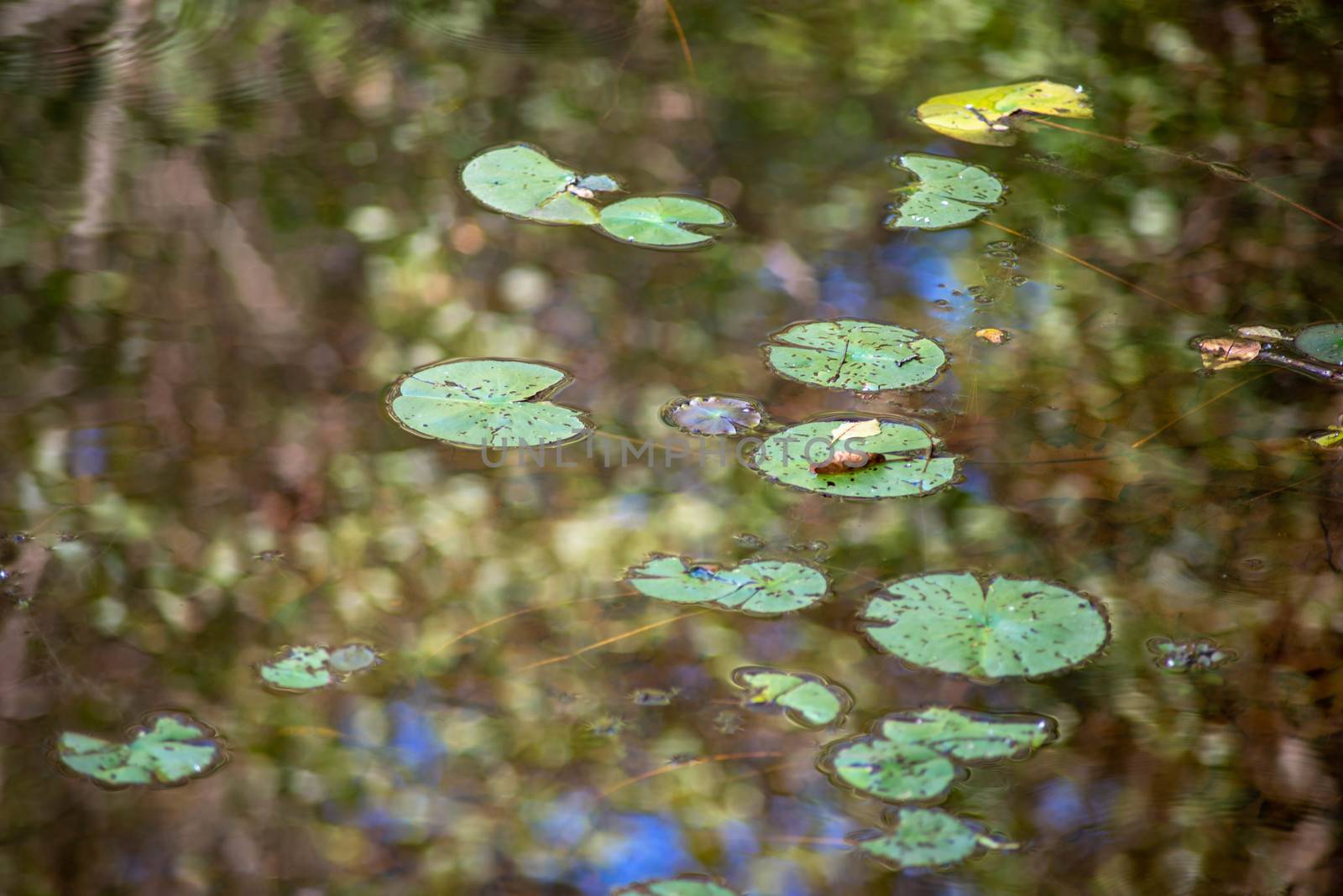 Abstract lily pads floating on lake with forest rteflection by marysalen