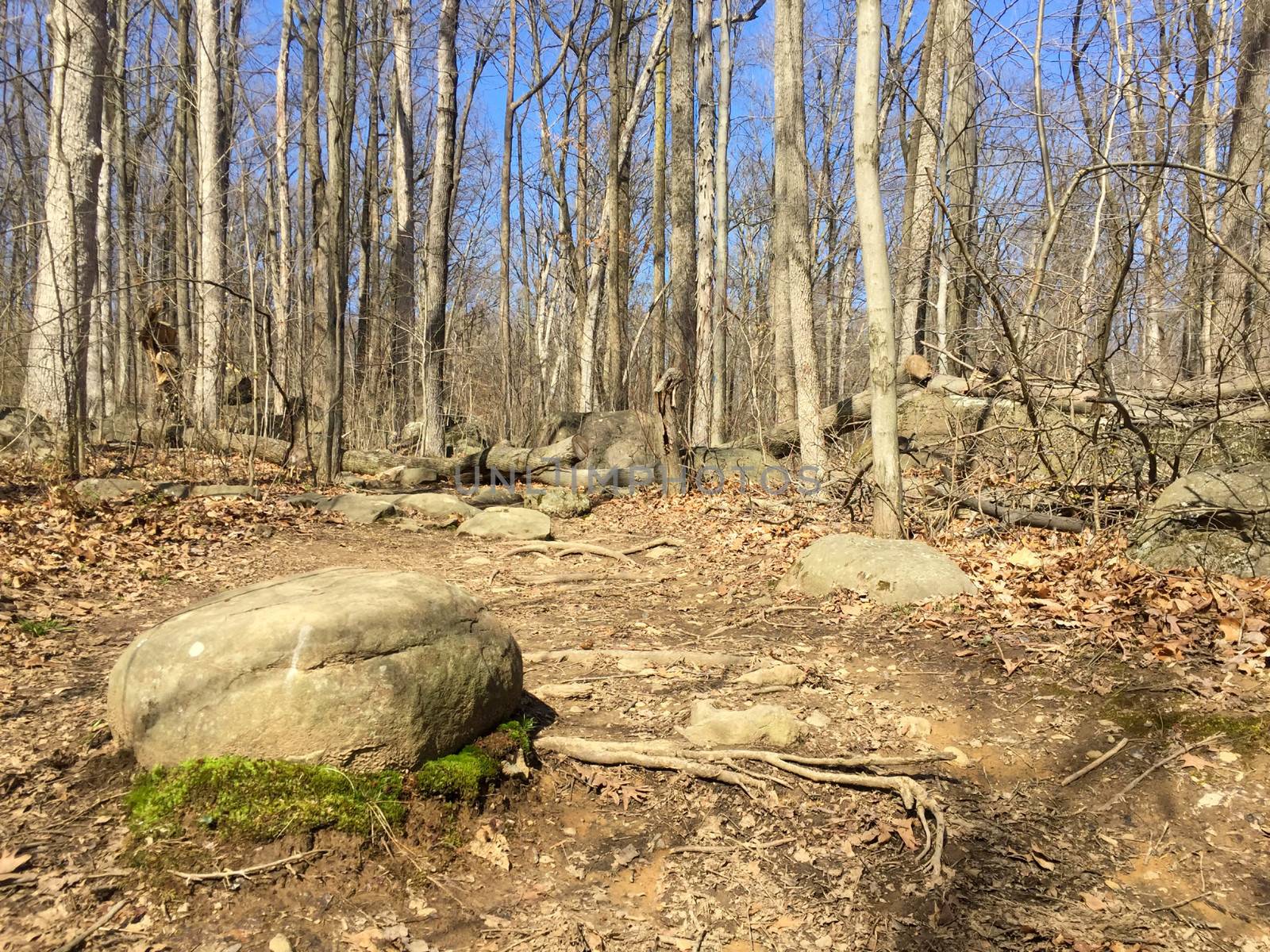 Hopeful green moss grows around base of rock in cool autumn forest landscape. Rows of tree trunks line the background along a dirt foot path -- with copy space.