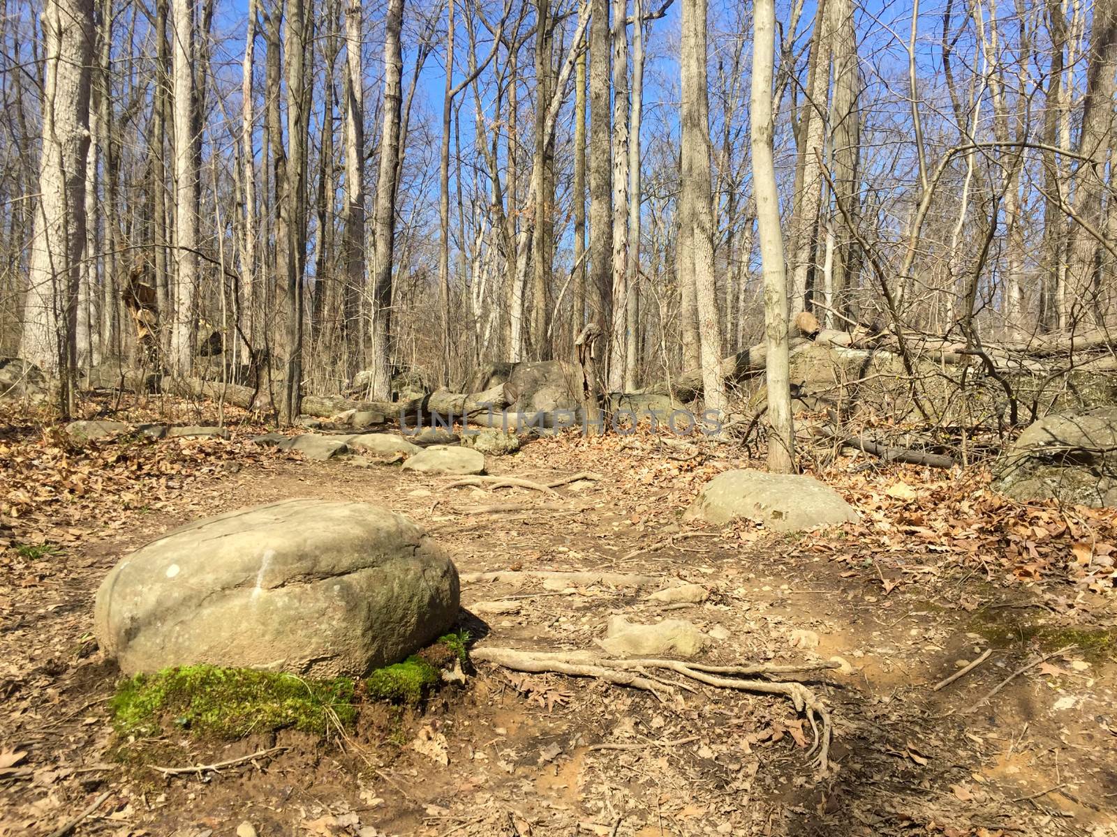 Hopeful green moss grows around base of rock in cool autumn forest landscape. Rows of tree trunks line the background along a dirt foot path -- with copy space.