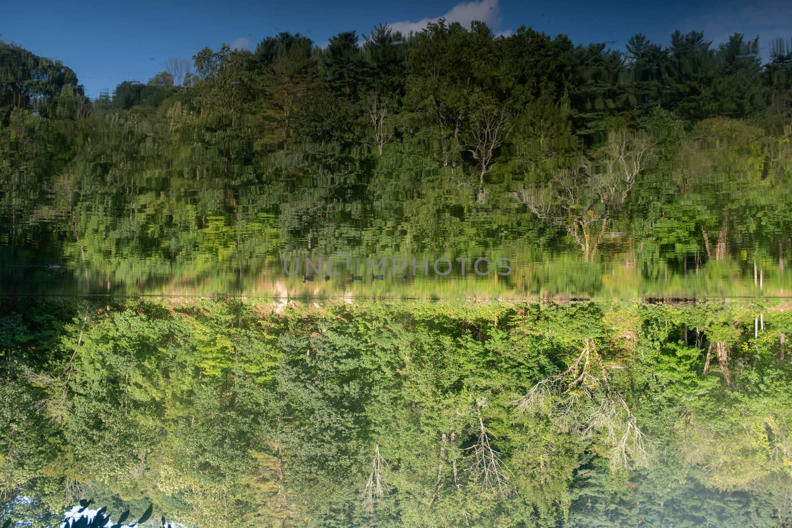 lush green foliage reflected in upside down image of woodland lake. Full frame colorful image with a family of ducks swimming across the center.