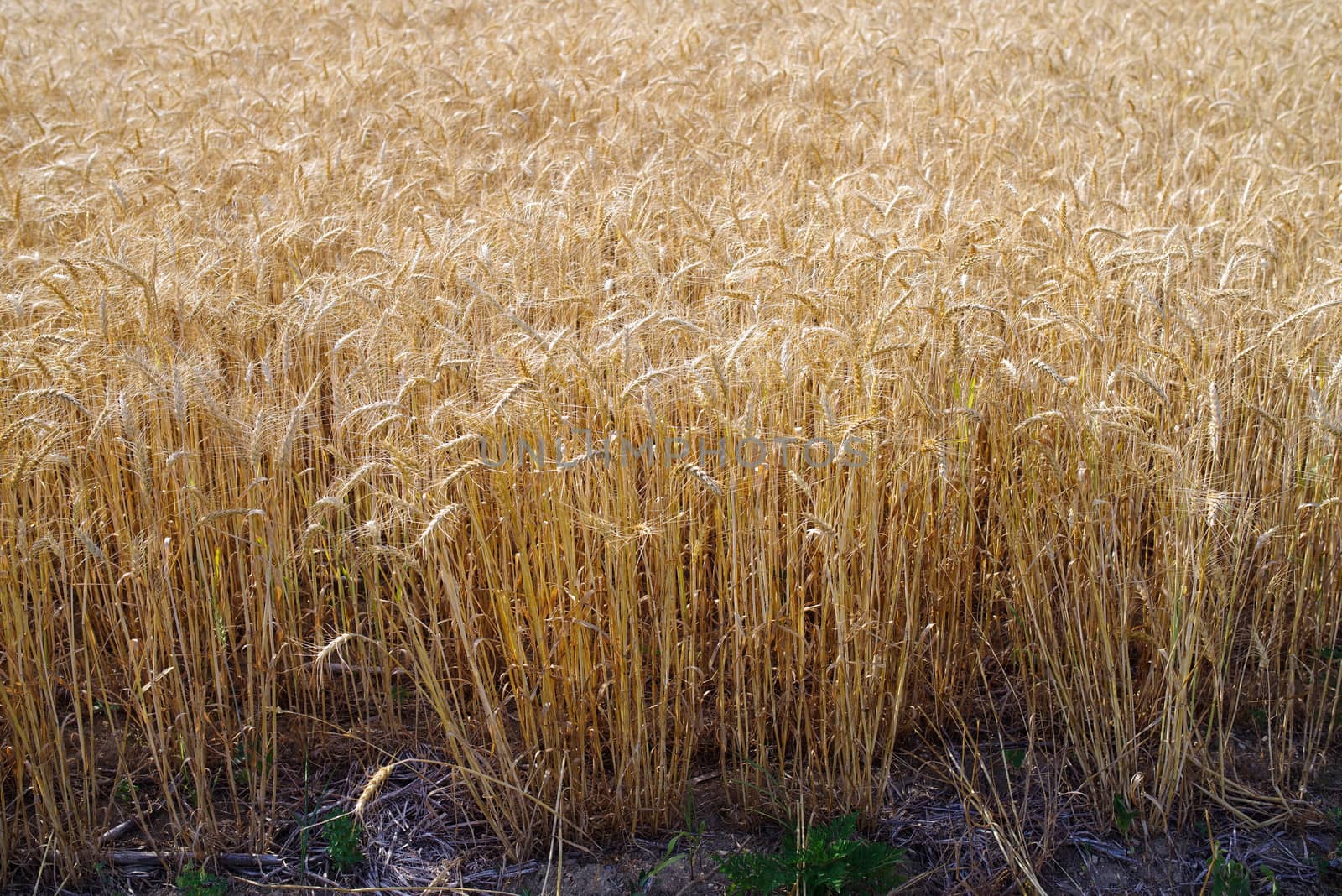 Big Autumn wheat field in golden hour sunlight by marysalen