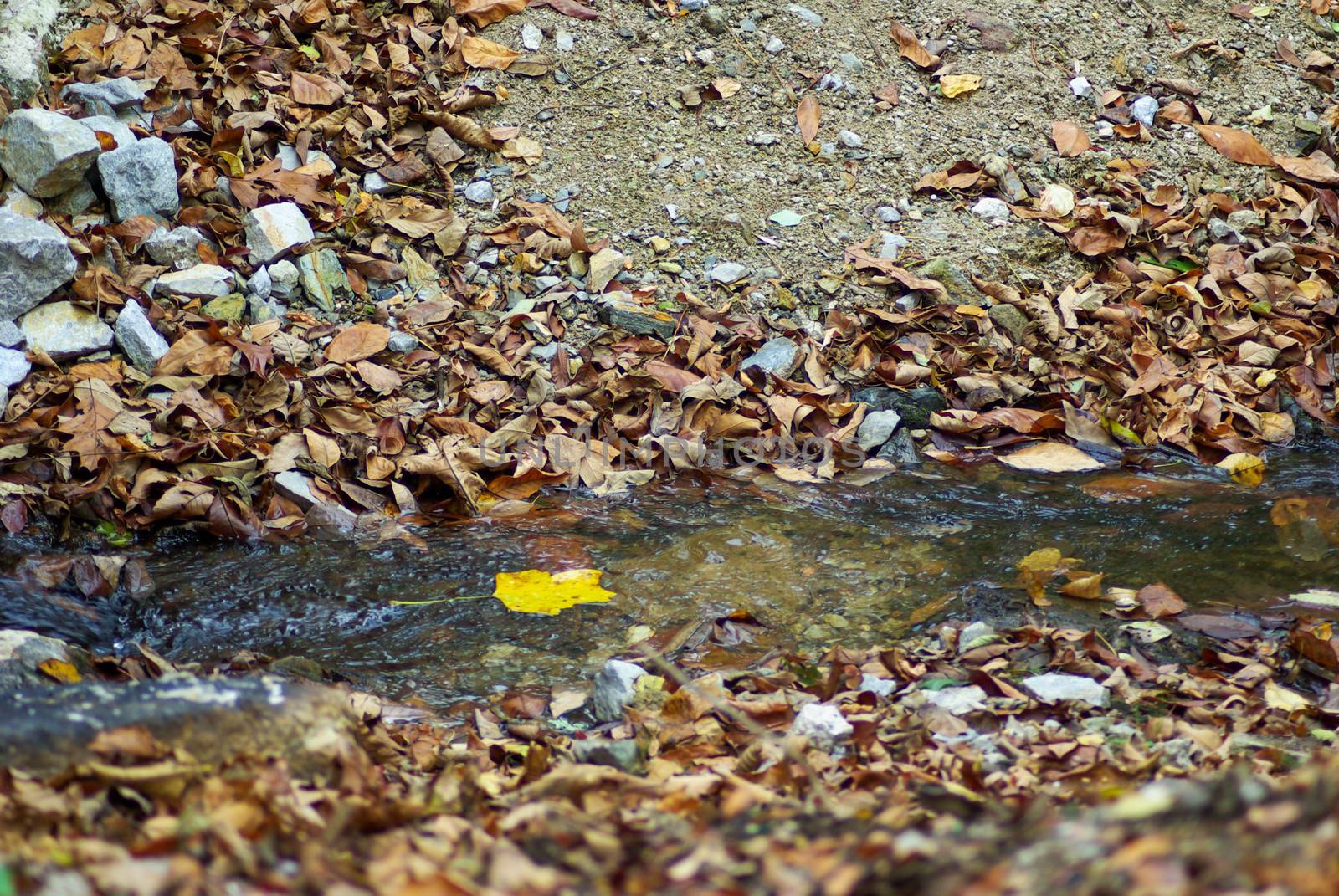 Yellow leaf floats down stream lined with dead leaves. by marysalen