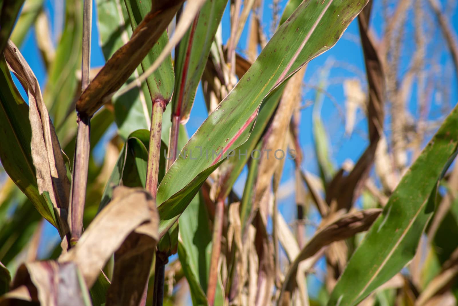 Full frame close up in natural light of green corn stalk leaves and stem with red veins and coloration. Defocused sunny background in agricultural field.
