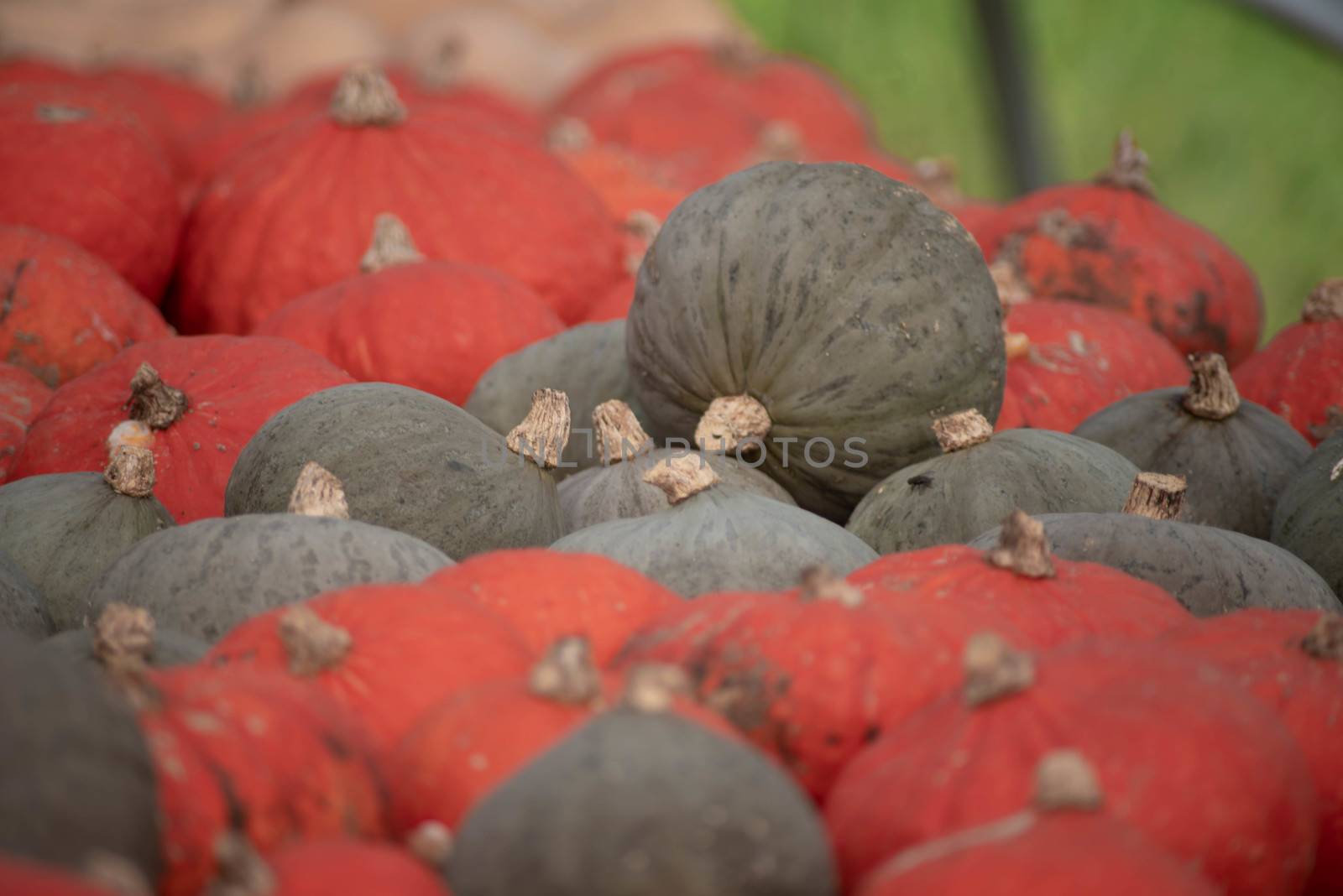 Fresh in from the field orange and green pumpkins are ready for market. Full frame, selective focus, shot in natural light with copy space