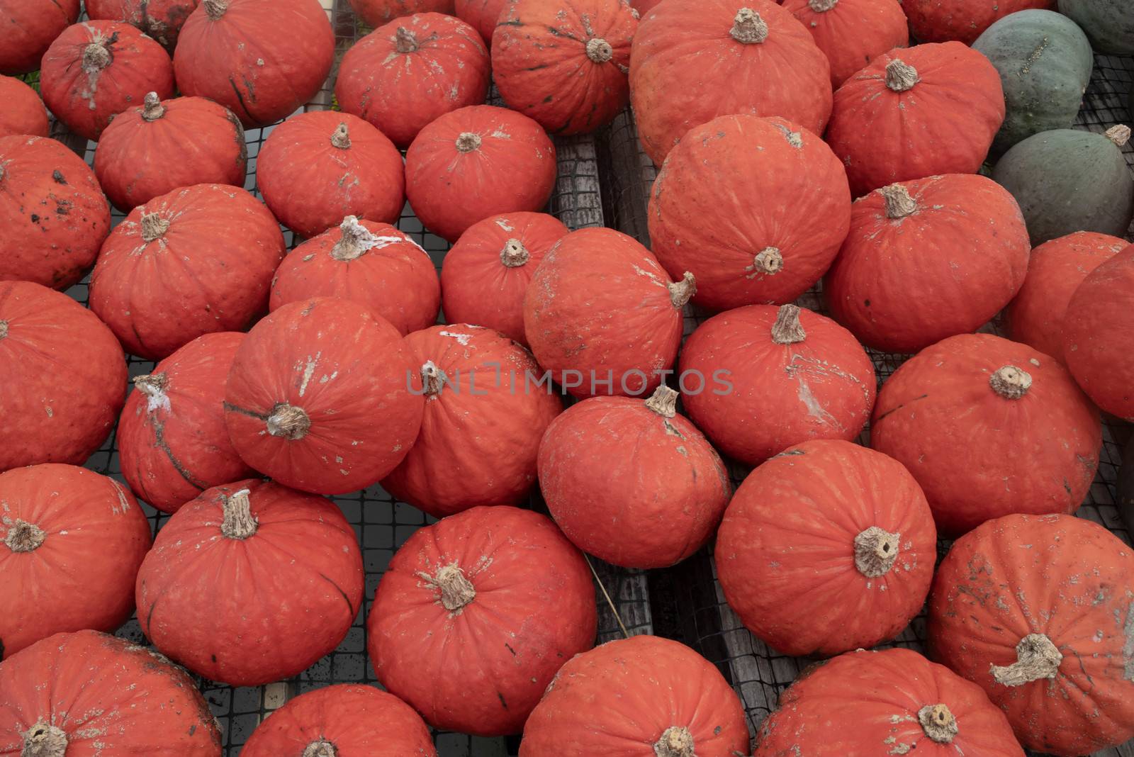 High angle view of orange and green market pumpkins by marysalen