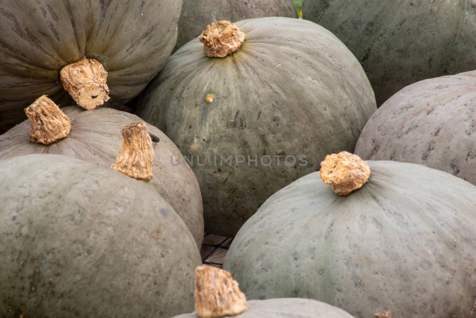 Close up of beautiful green pumpkins with stems. Full frame, shot in natural light with copy space.