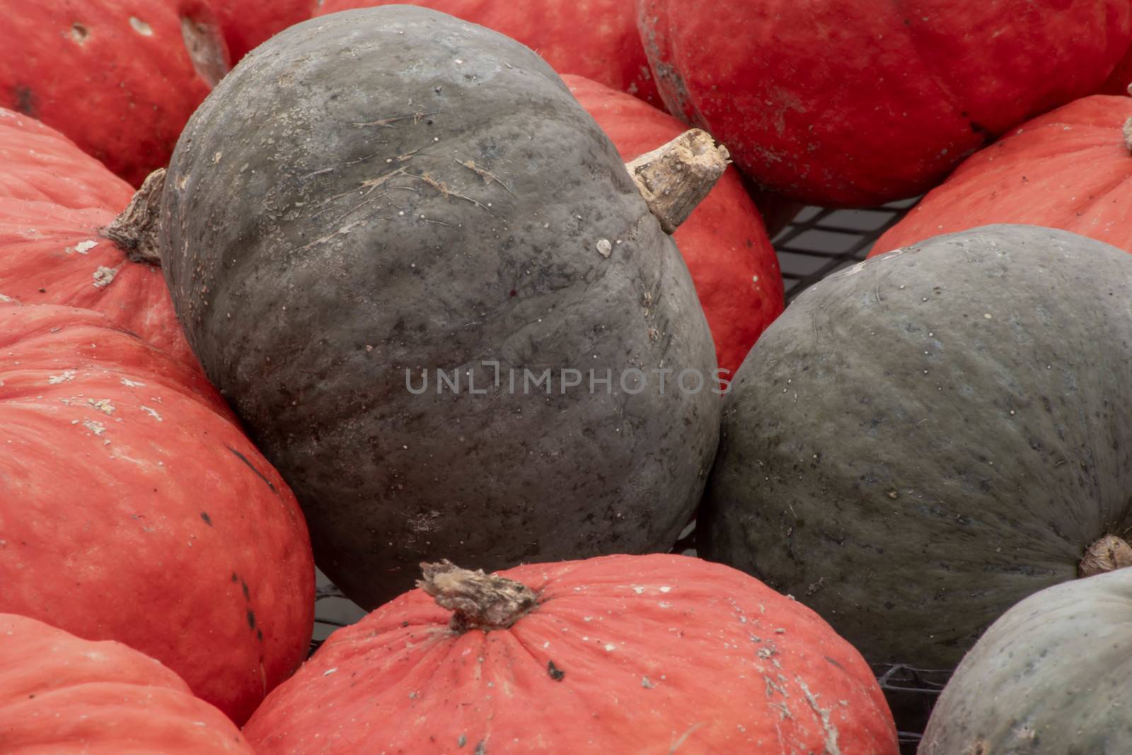 Close up of green and orange pumpkins ready for market by marysalen